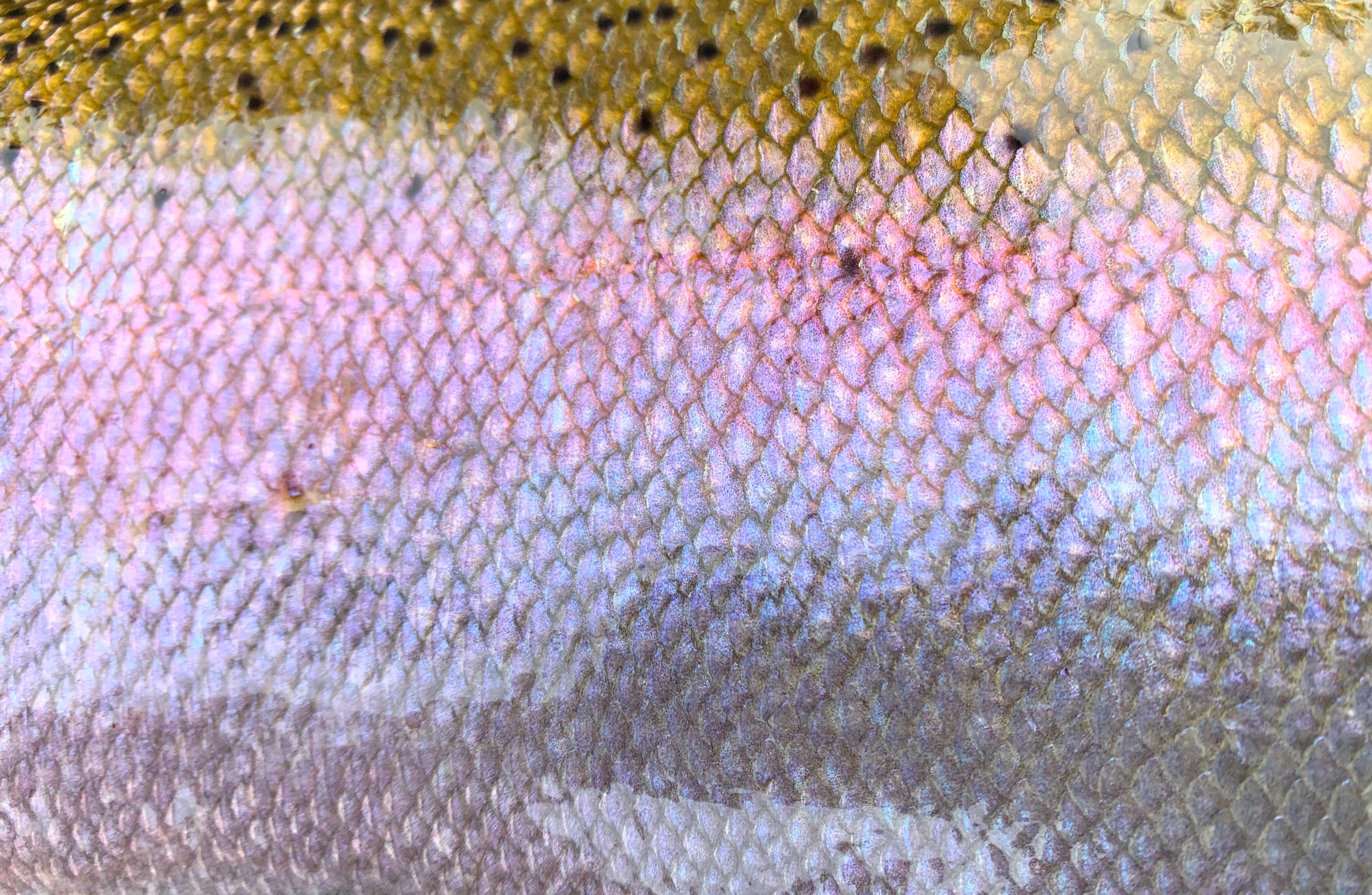 Steelhead Gear & Equipment