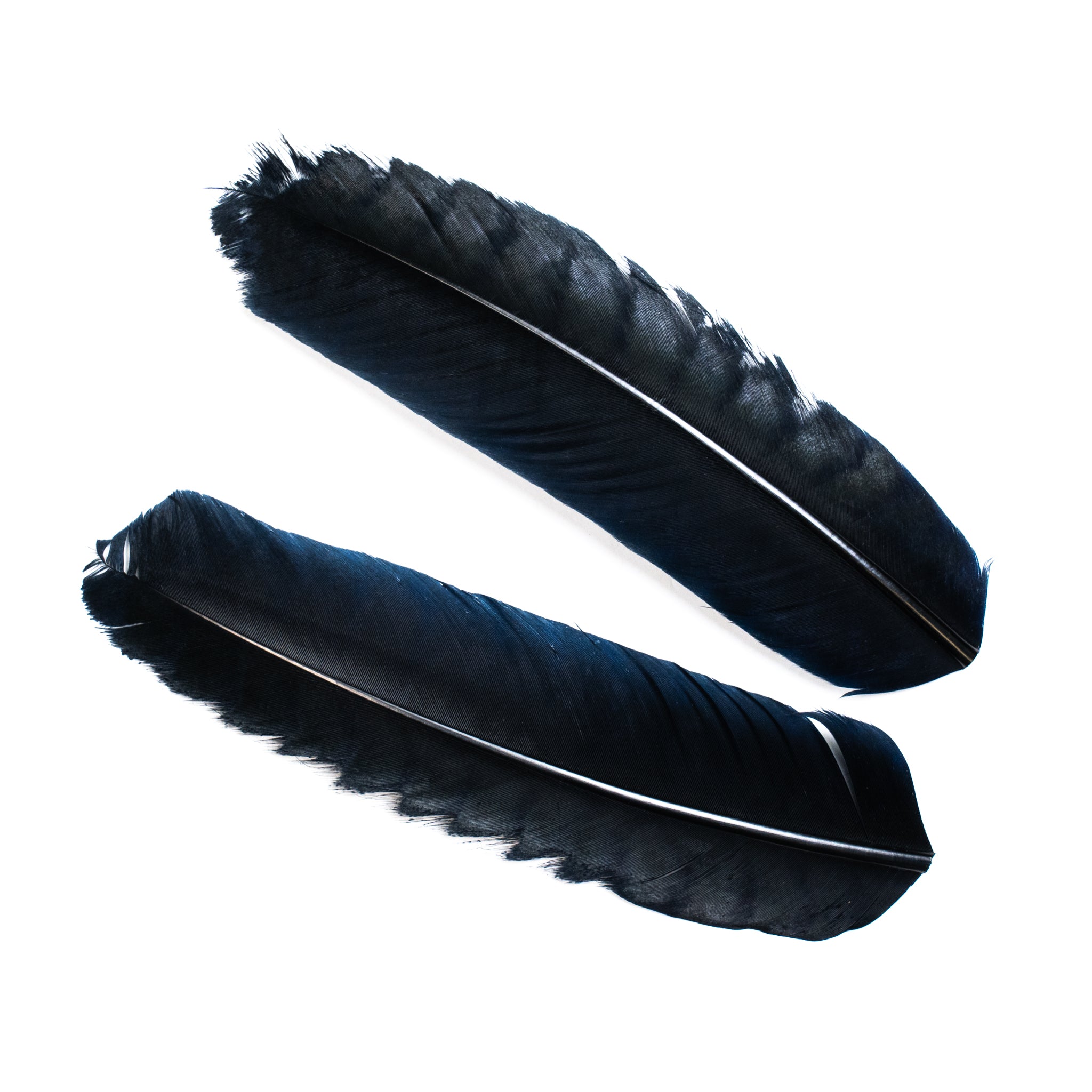 Nature's Spirit Select Ozark Barred Turkey Quills
