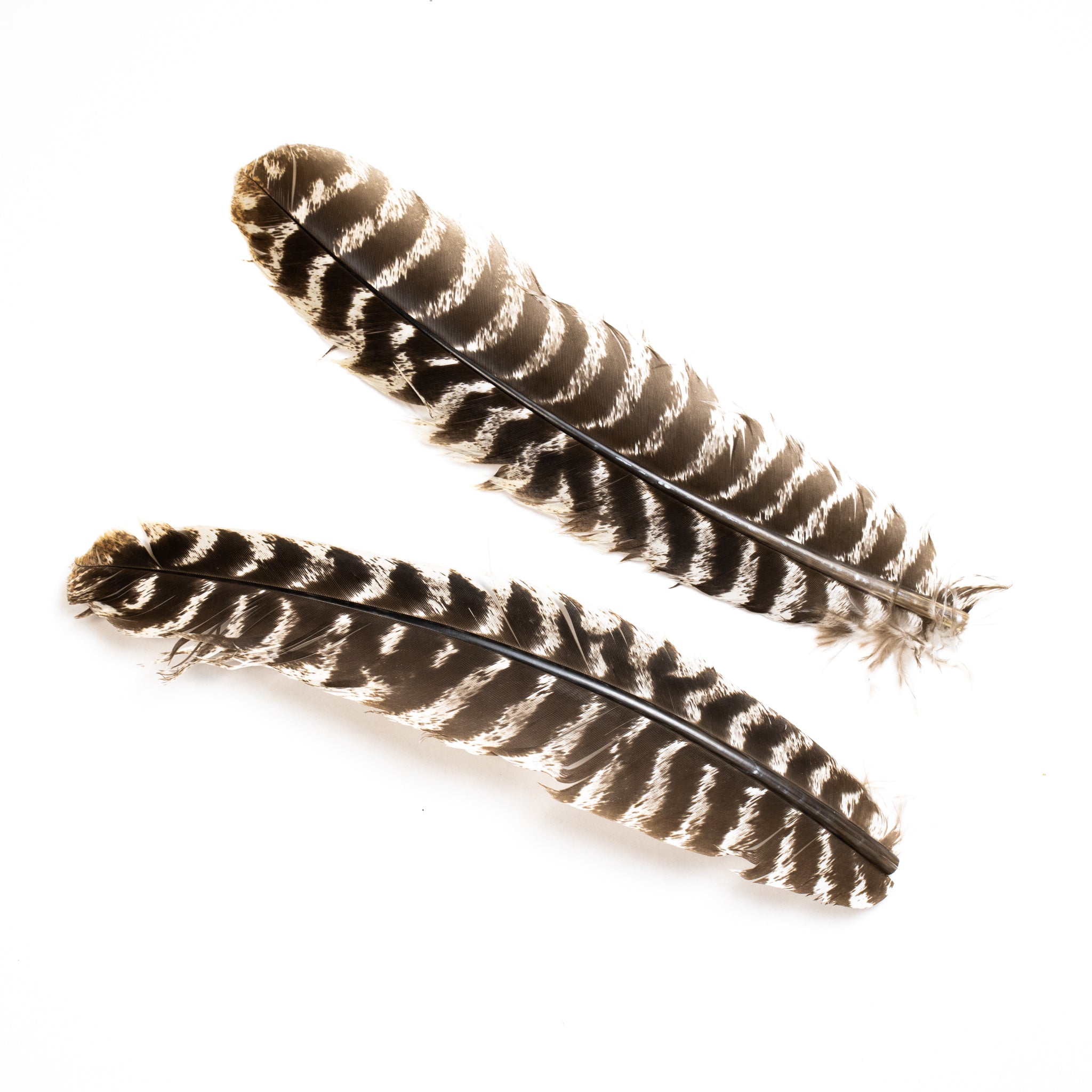 Nature's Spirit Select Ozark Barred Turkey Quills