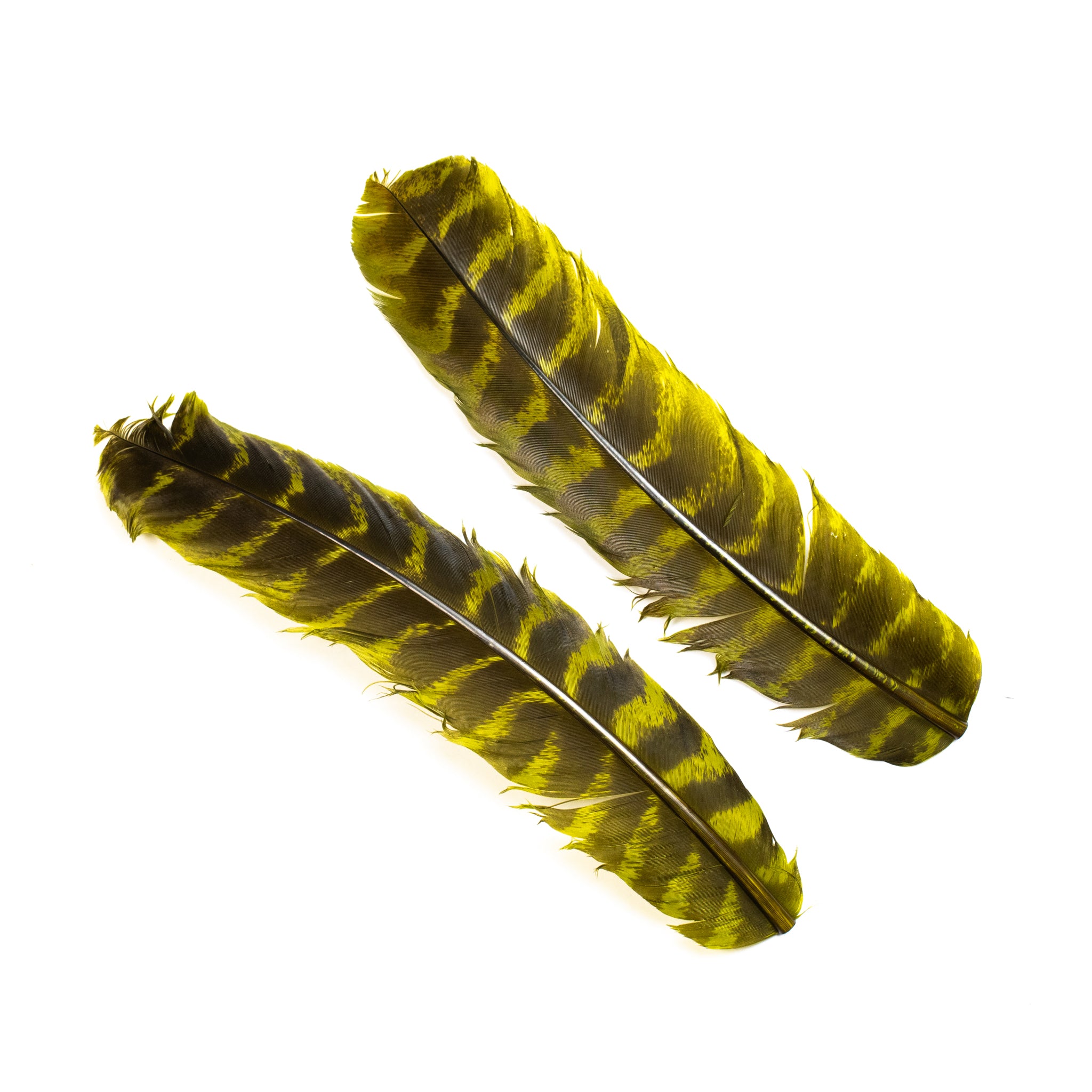 Nature's Spirit Select Ozark Barred Turkey Quills