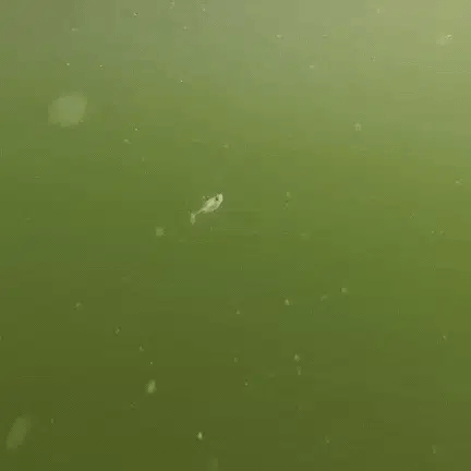 Core Tackle Finesse TUSH (The Ultimate Swimbait Hook)