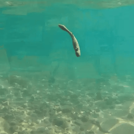 Core Tackle The Weedless Hover Rig