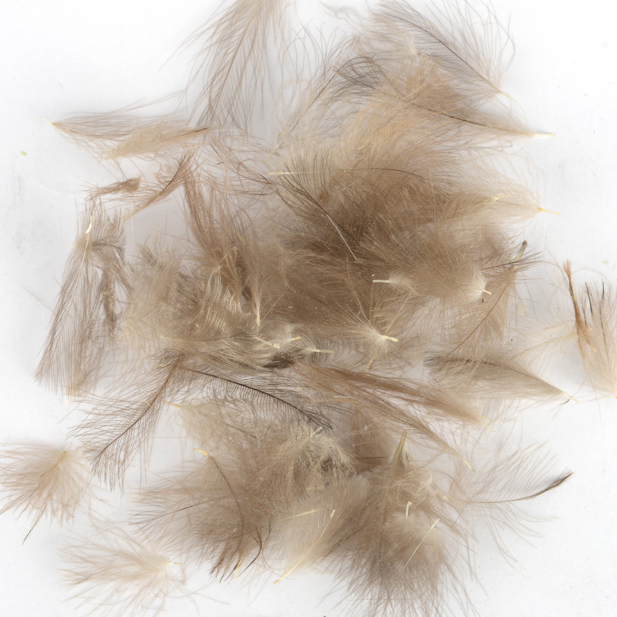Spent Fly Fishing Duck CDC Feathers