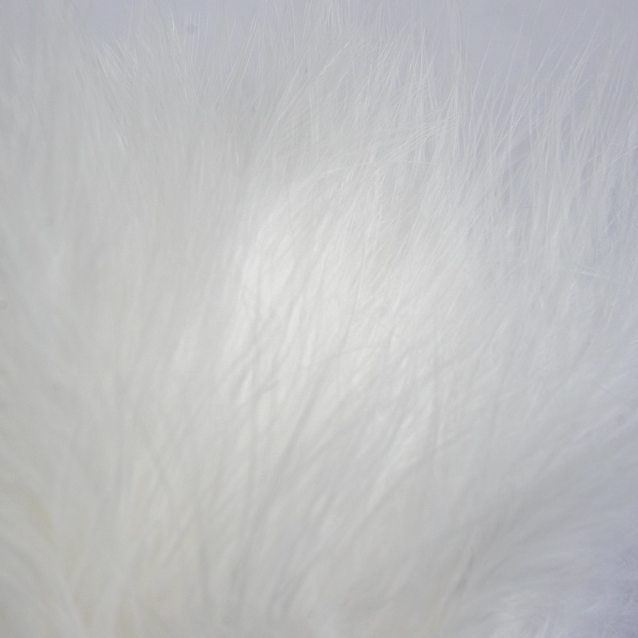 Nature's Spirit Fish Hunter Marabou