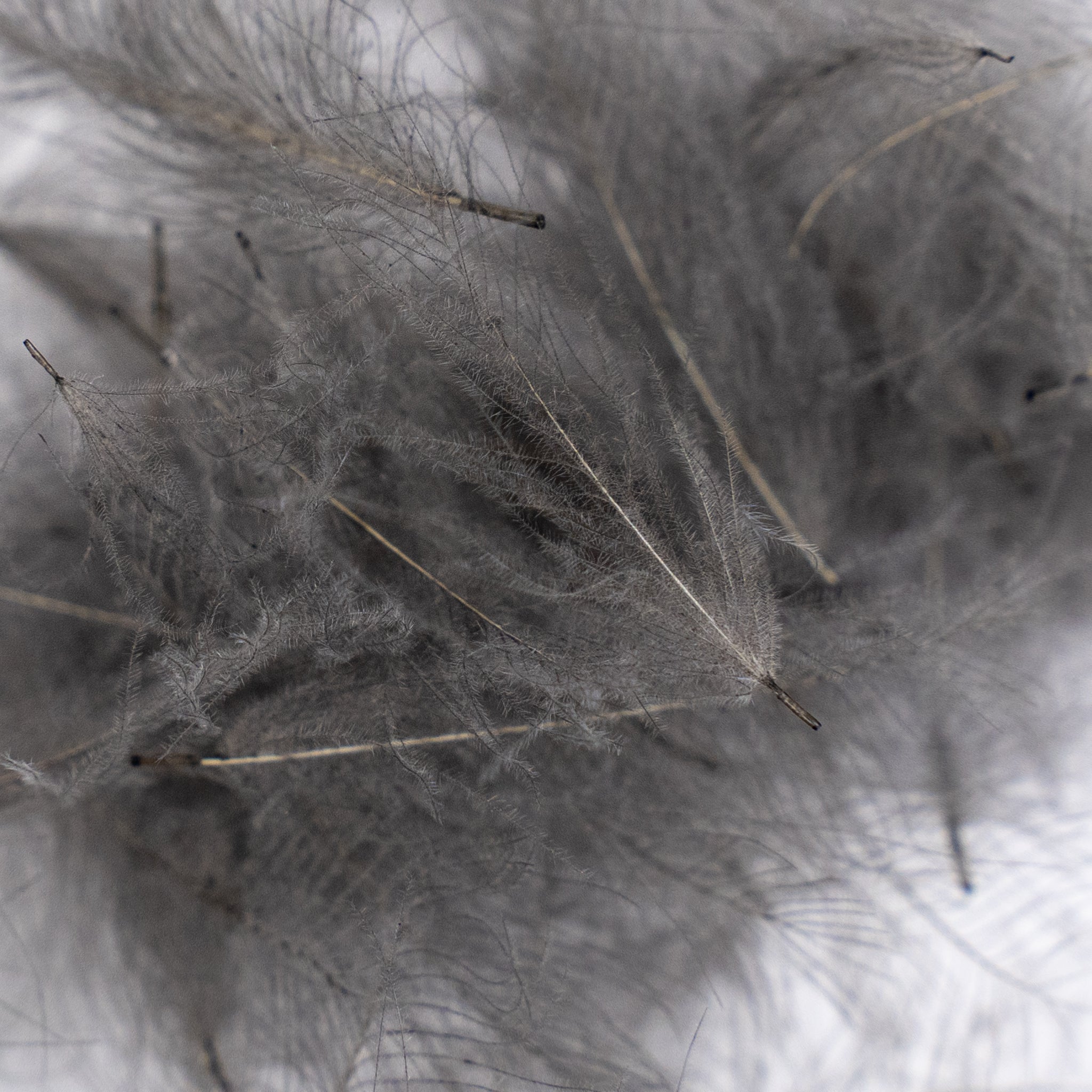 Nature's Spirit Cul de Canard Feathers