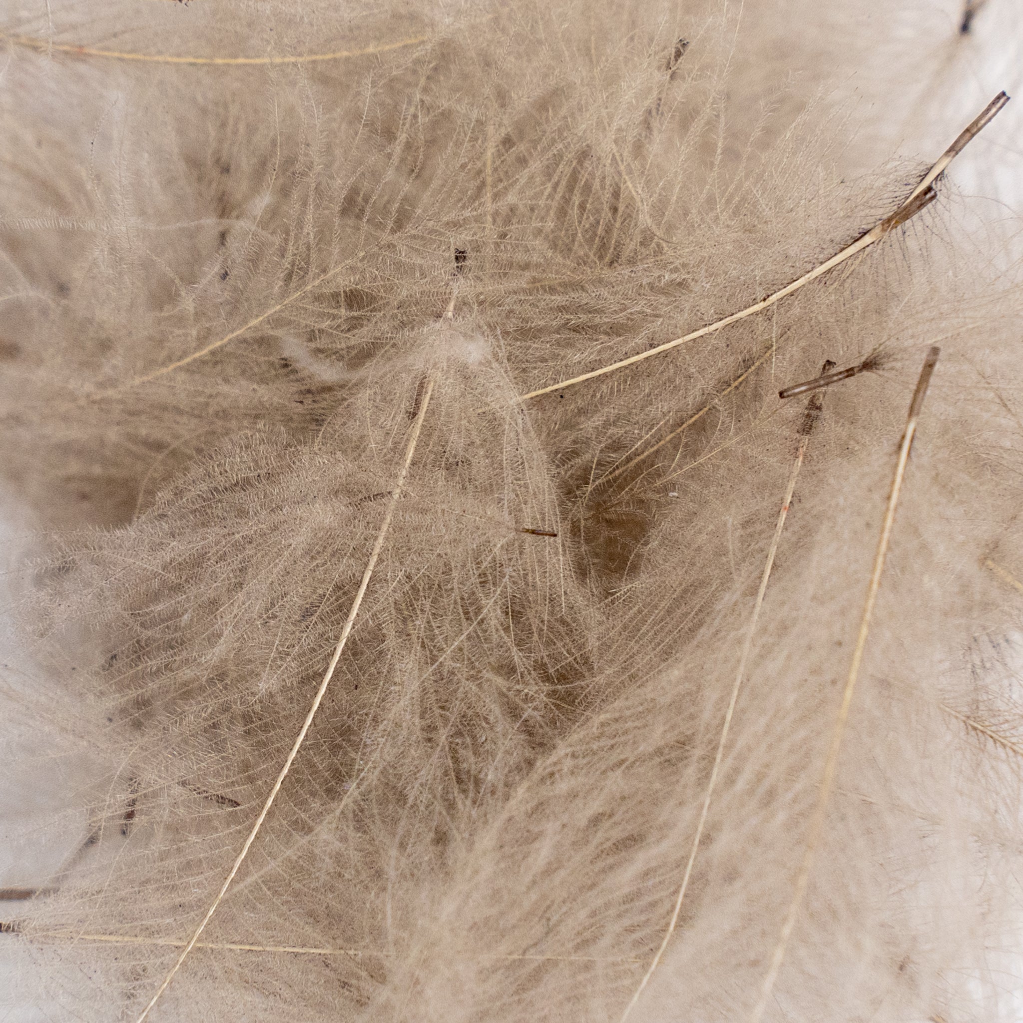 Nature's Spirit Cul de Canard Feathers