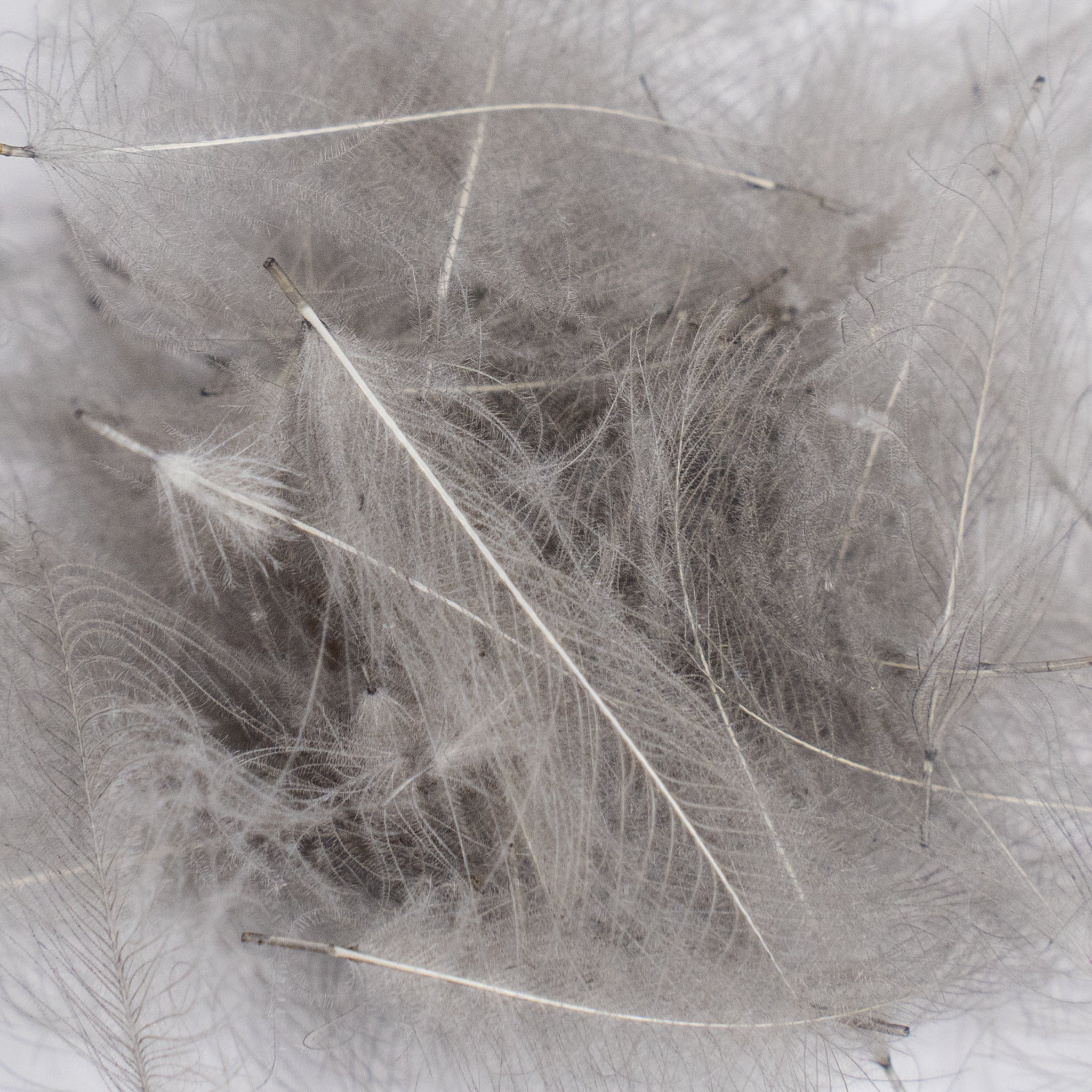 Nature's Spirit Cul de Canard Feathers