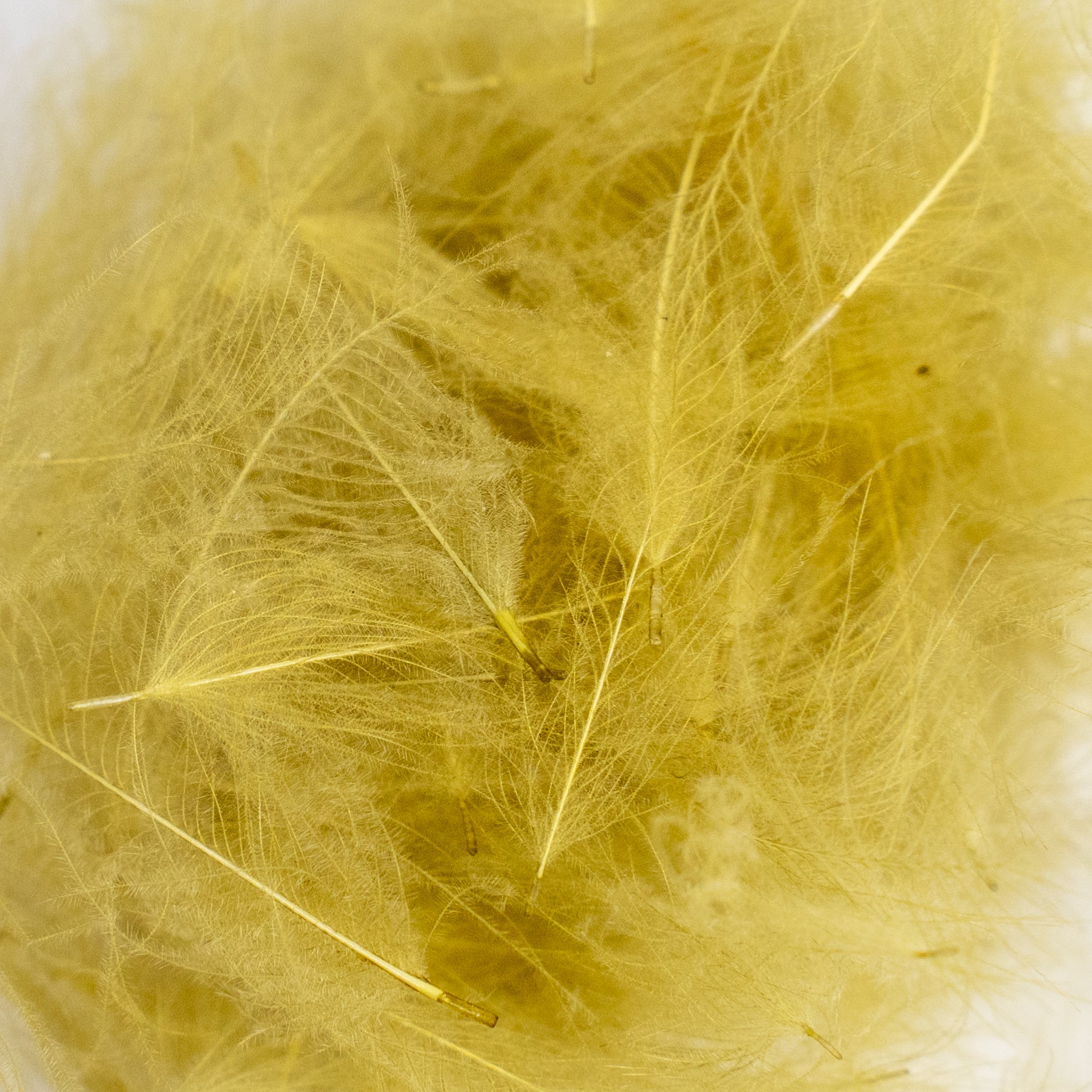 Nature's Spirit Cul de Canard Feathers