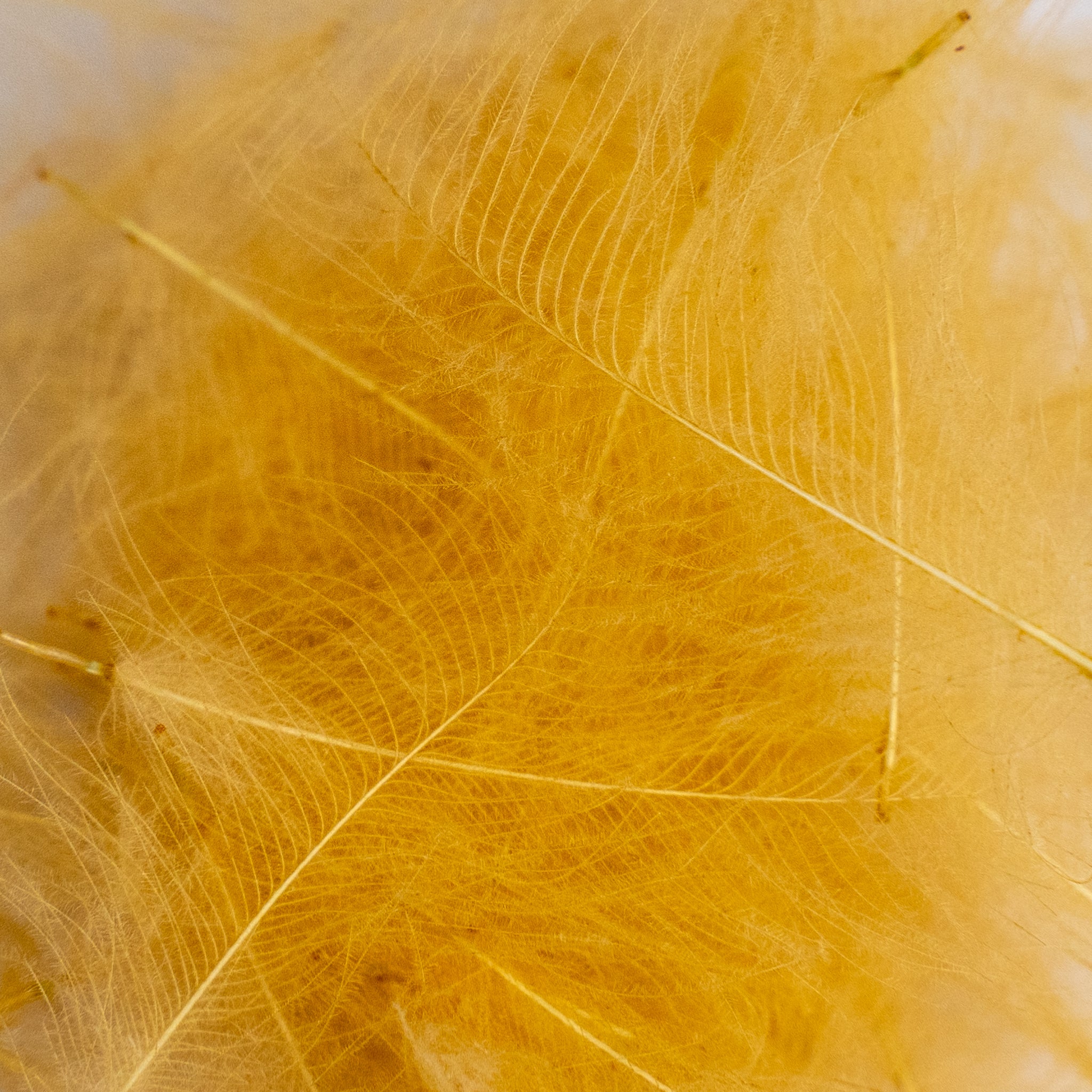 Nature's Spirit Cul de Canard Feathers