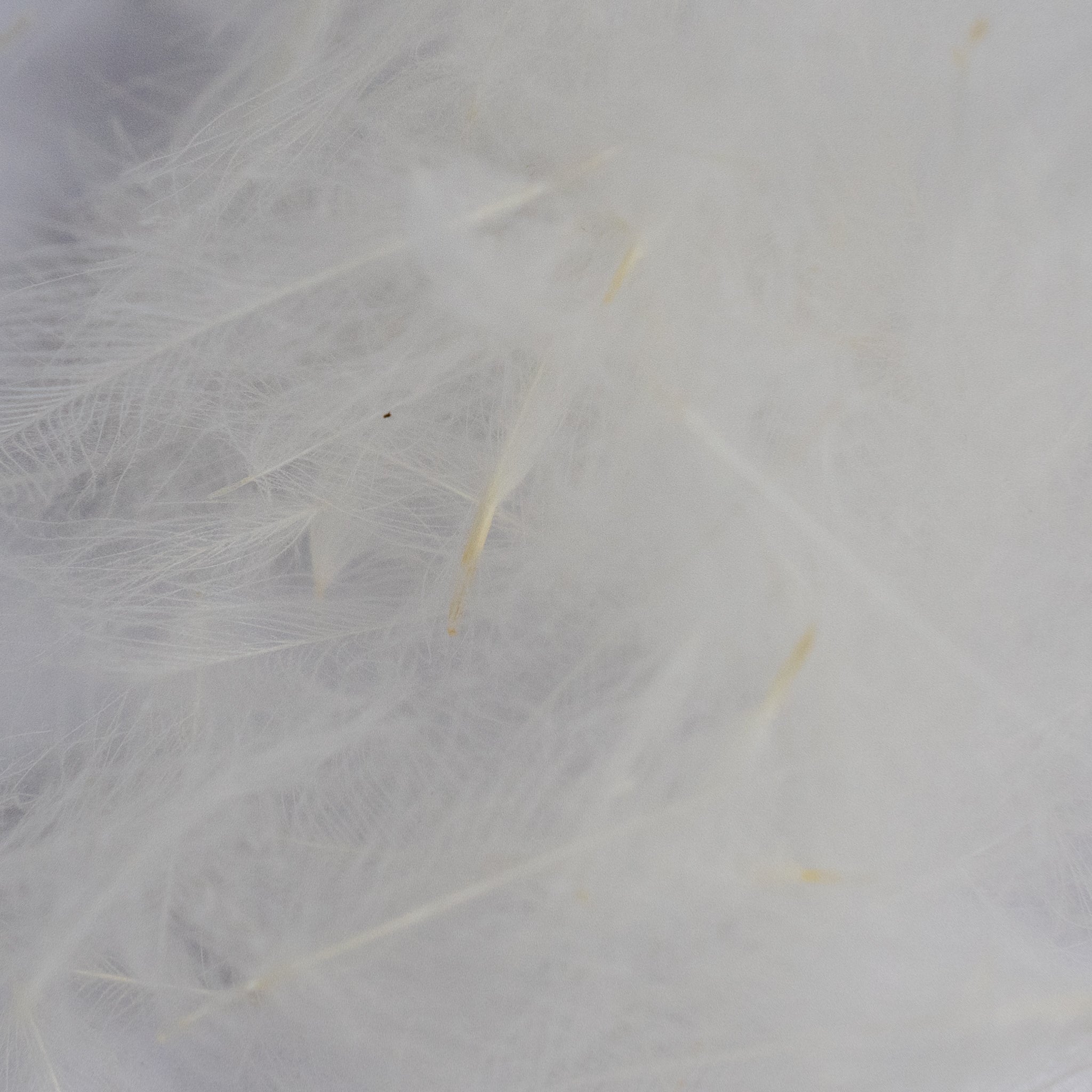 Nature's Spirit Cul de Canard Feathers