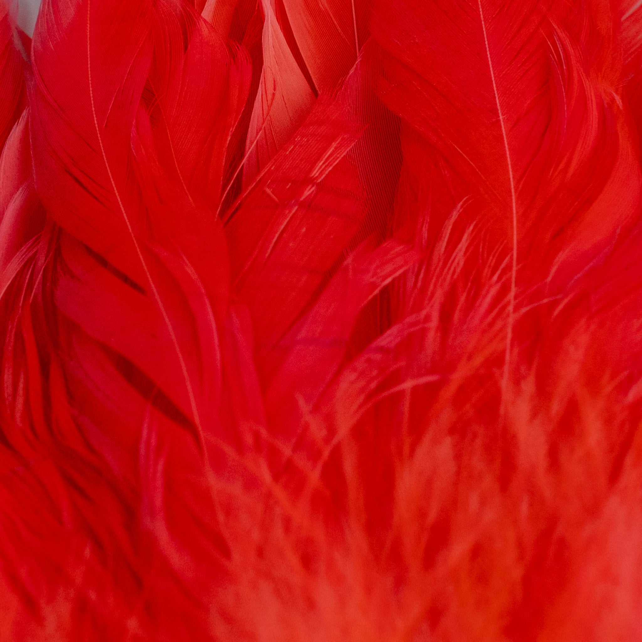 Nature's Spirit Fish Hunter Select Schlappen