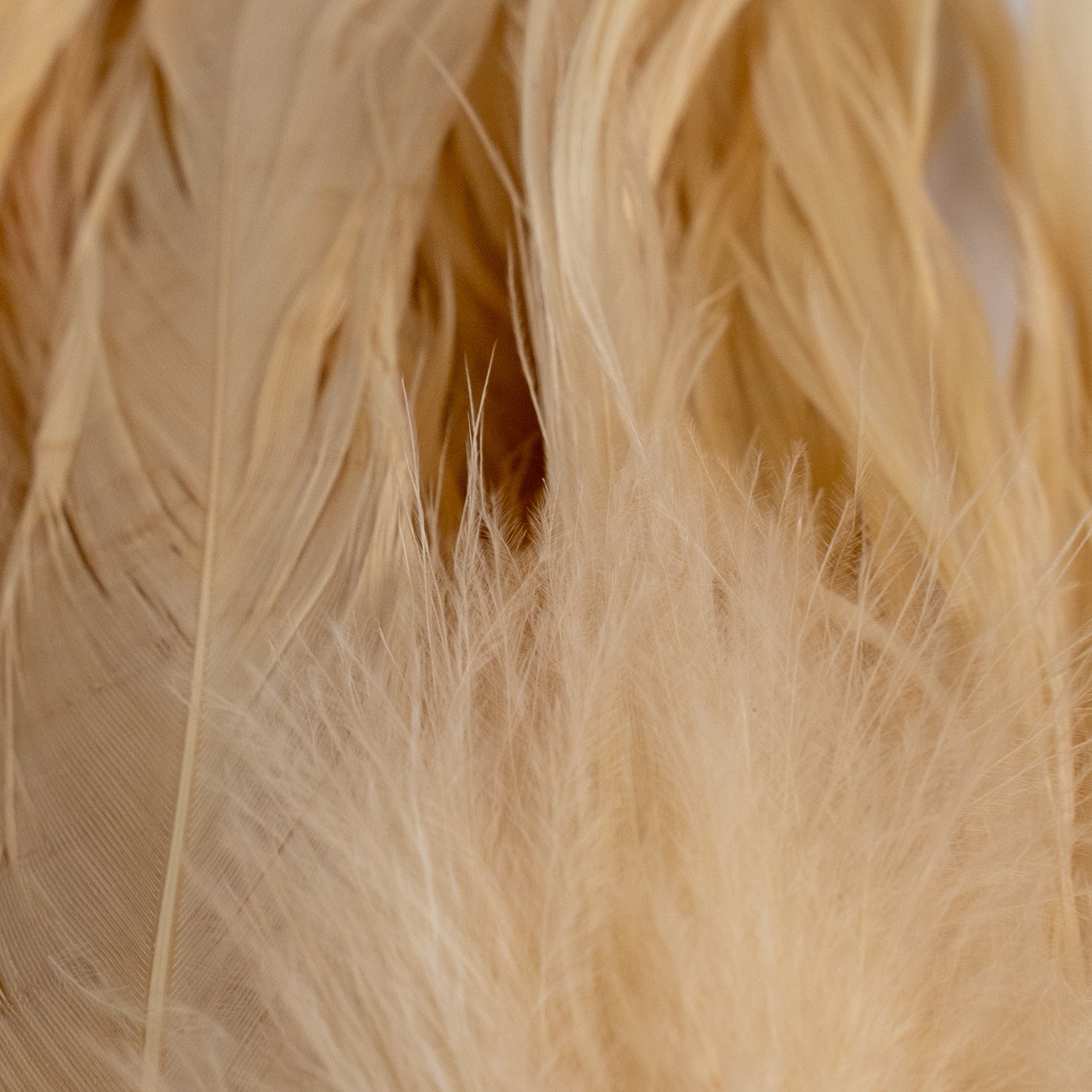 Nature's Spirit Fish Hunter Select Schlappen