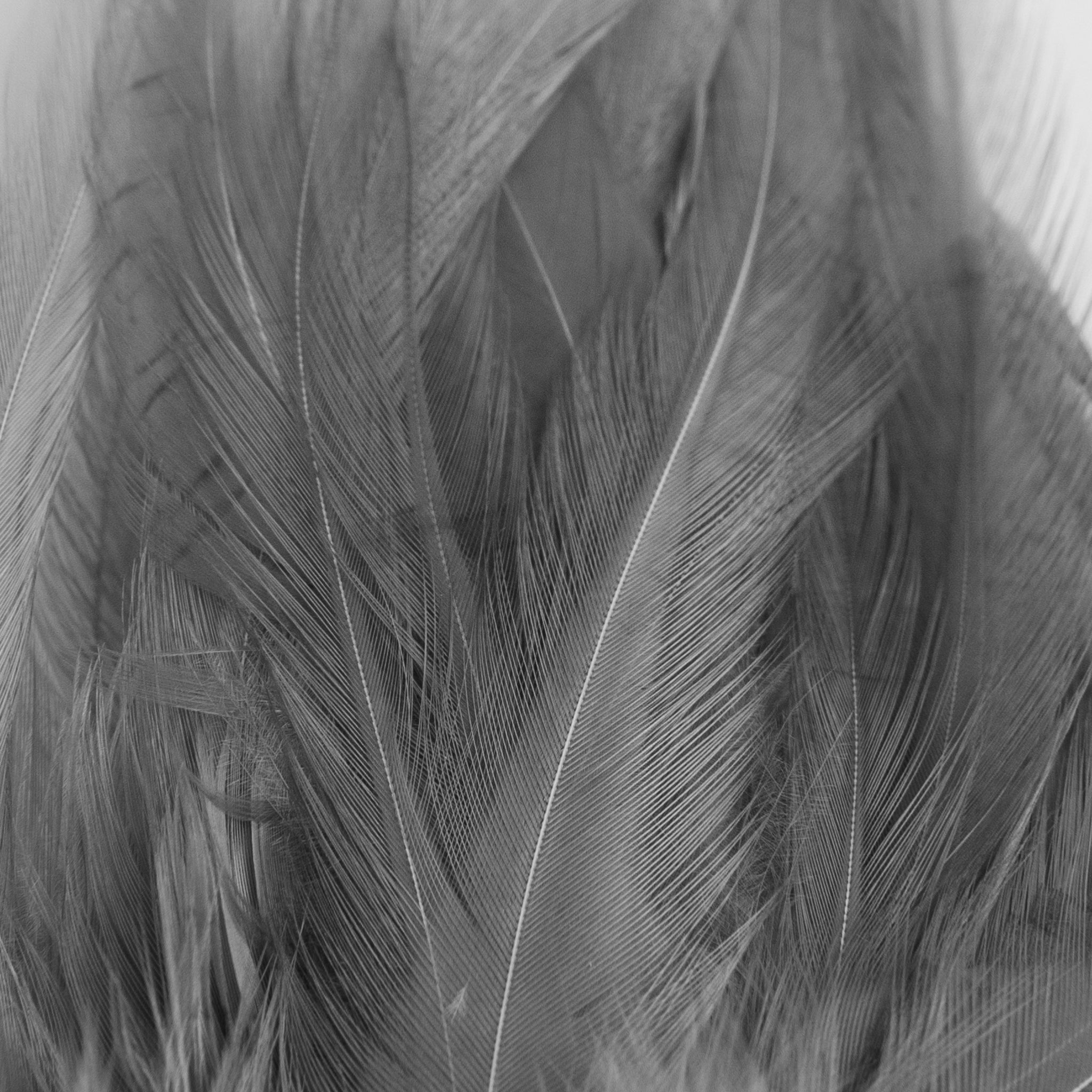 Nature's Spirit Fish Hunter Select Saddle Hackle