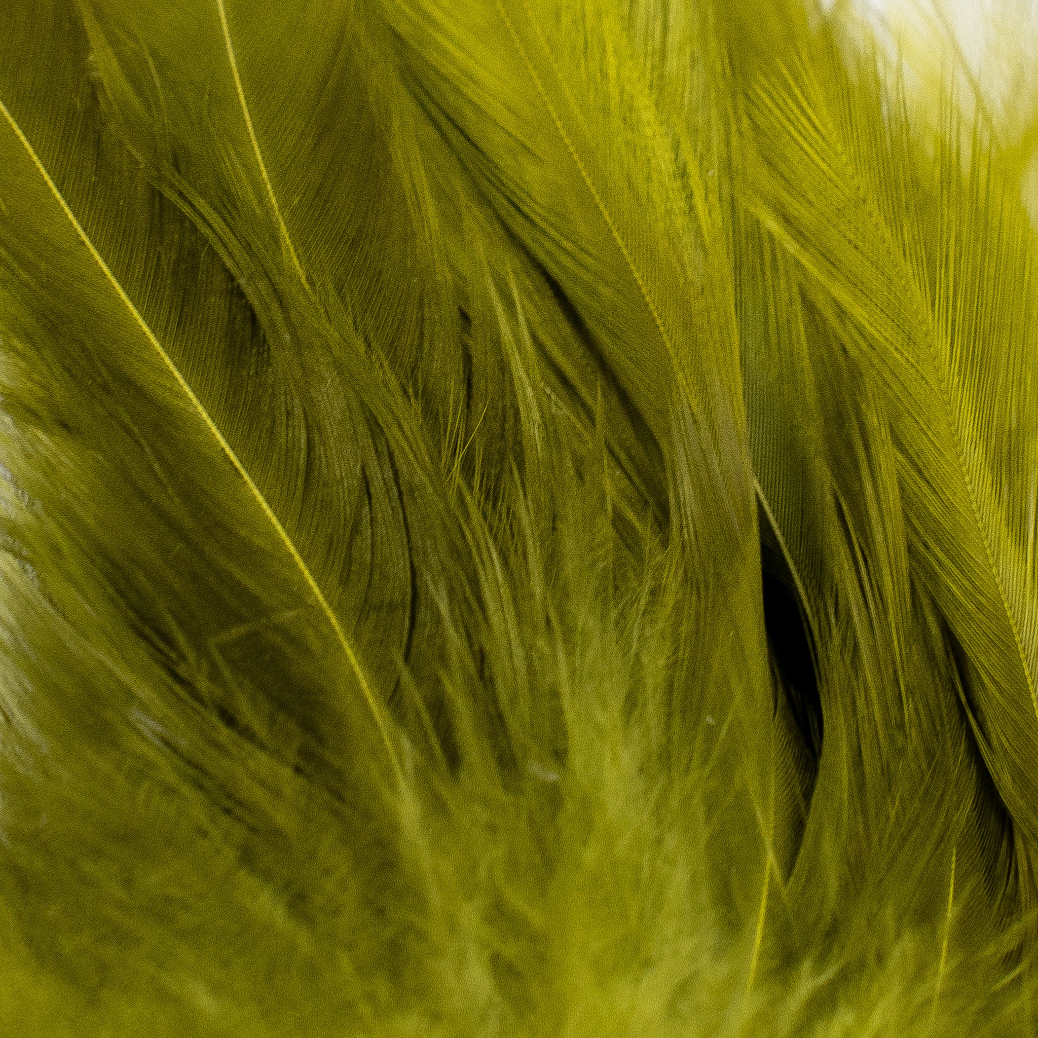 Nature's Spirit Fish Hunter Select Saddle Hackle