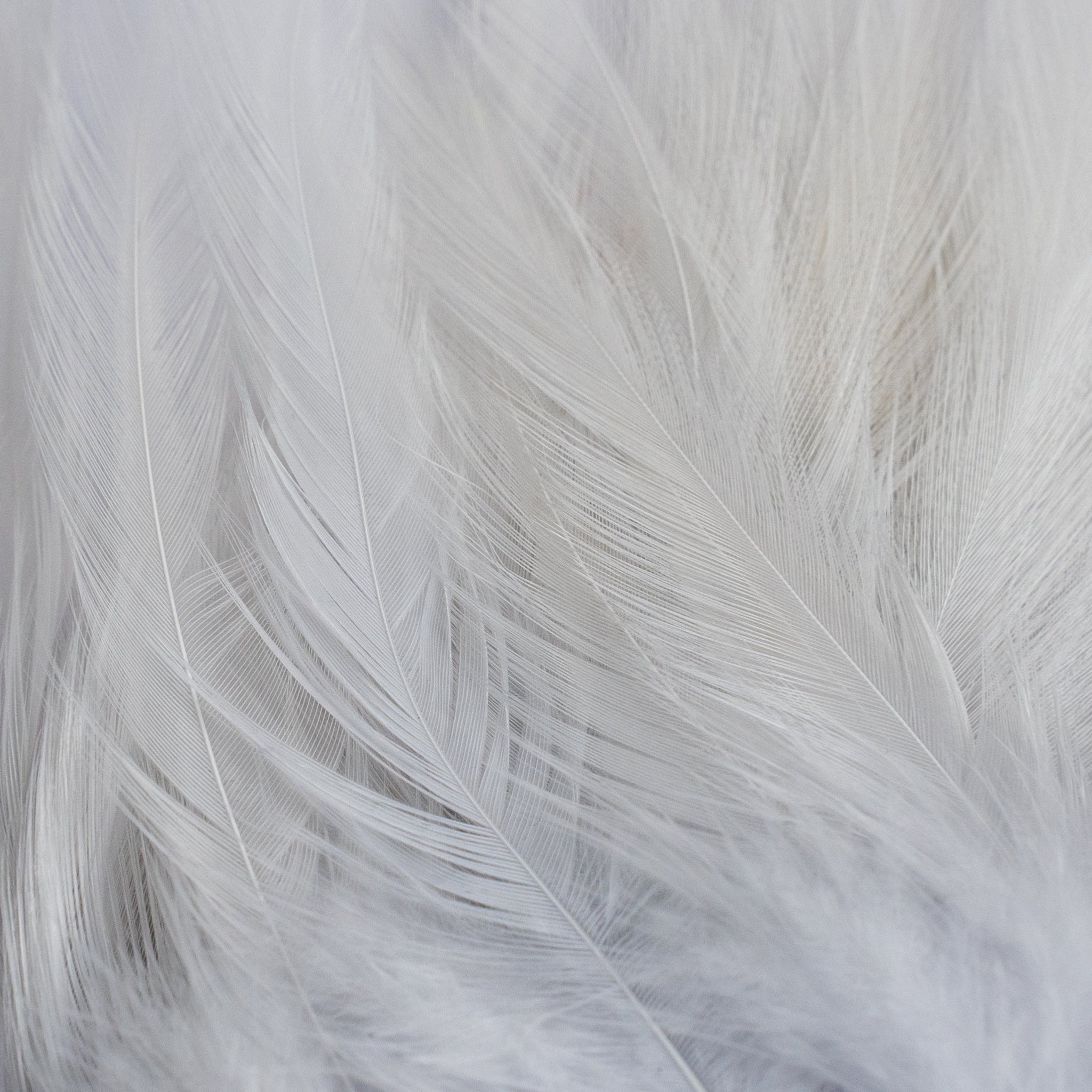 Nature's Spirit Fish Hunter Select Saddle Hackle