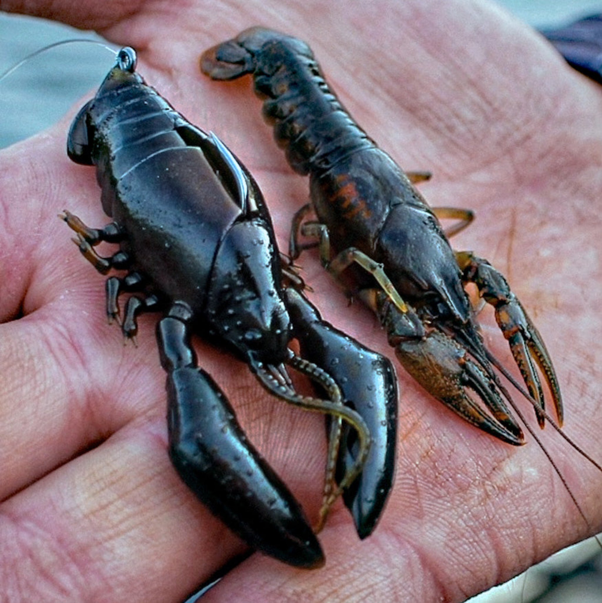 Megabass Sleeper Craw
