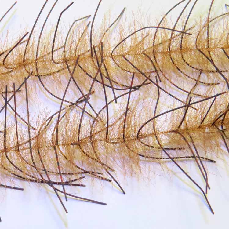 Just Add H2O Lively Legs Crustacean Brush