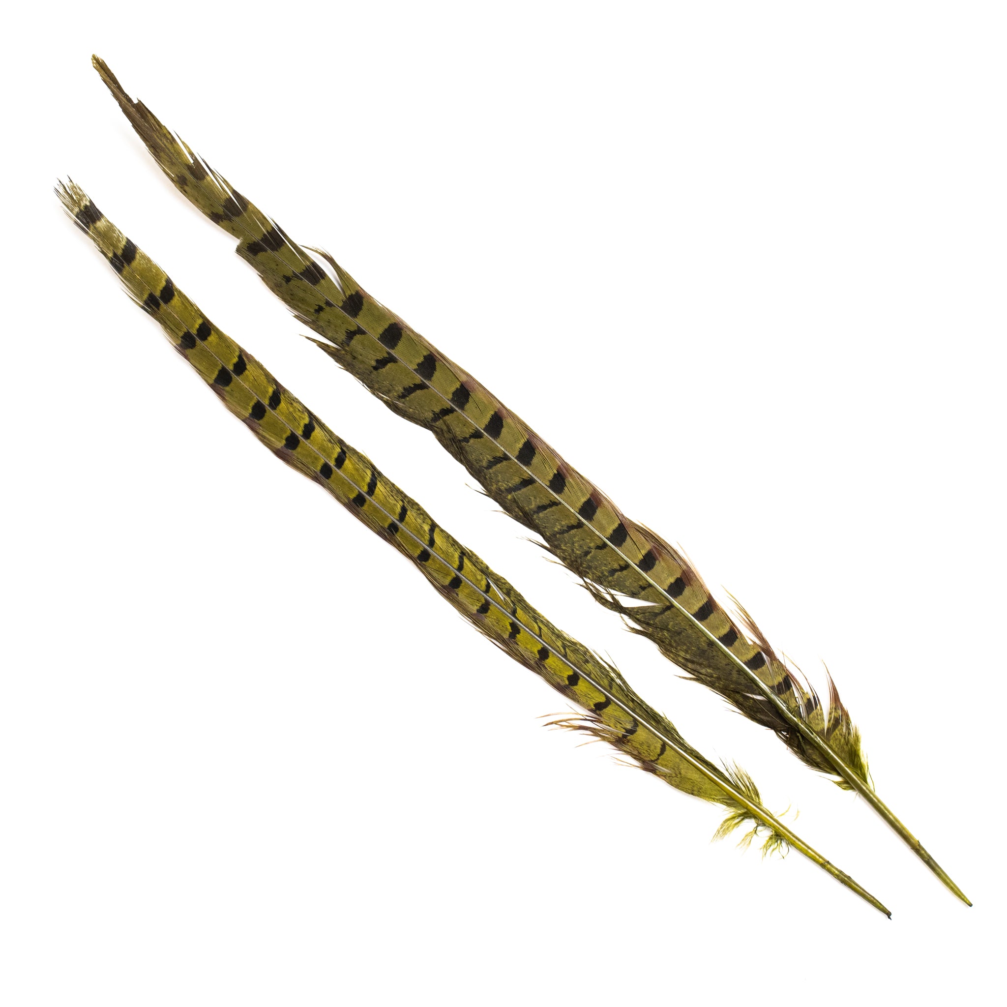 Nature's Spirit Ringneck Pheasant Side Tails