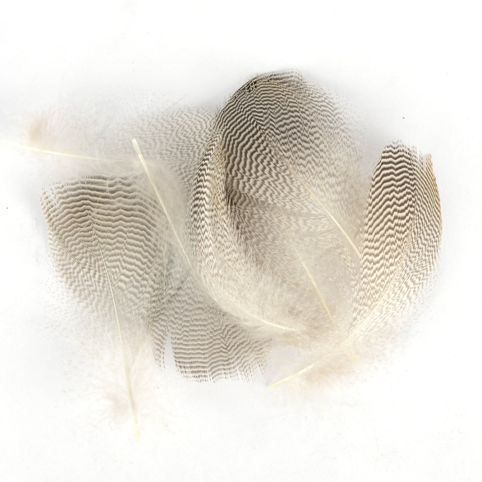 Spent Fly Fishing Pintail Flank Feathers