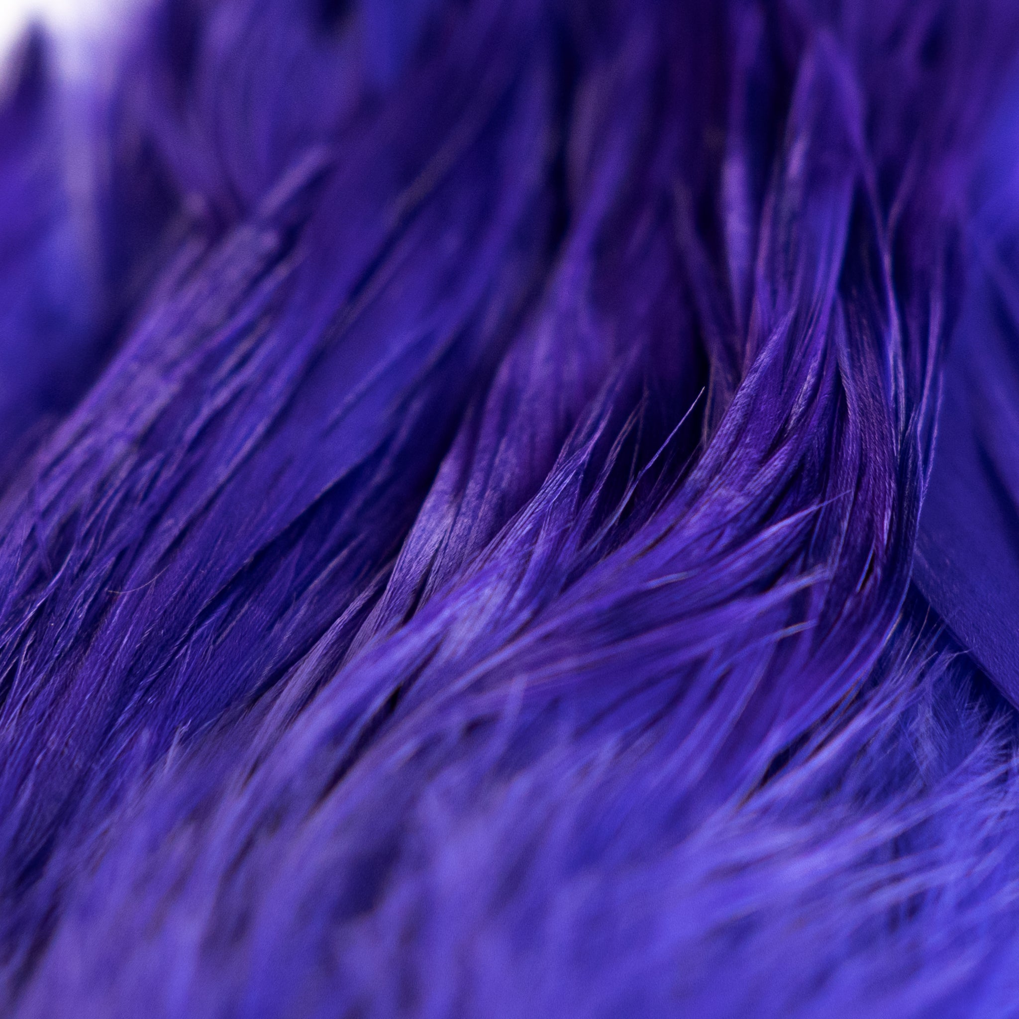 Nature's Spirit Fish Hunter Select Schlappen