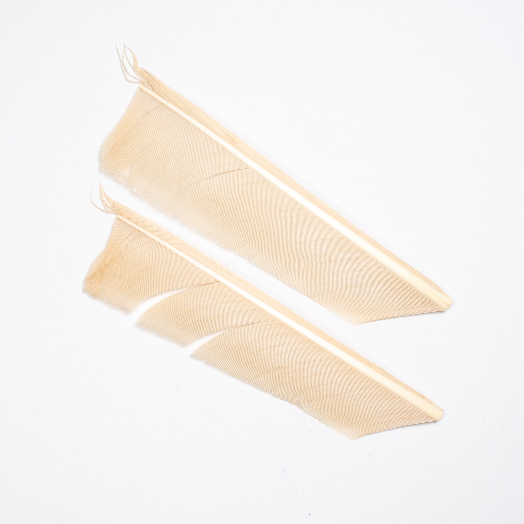 Nature's Spirit Turkey Biot Quills