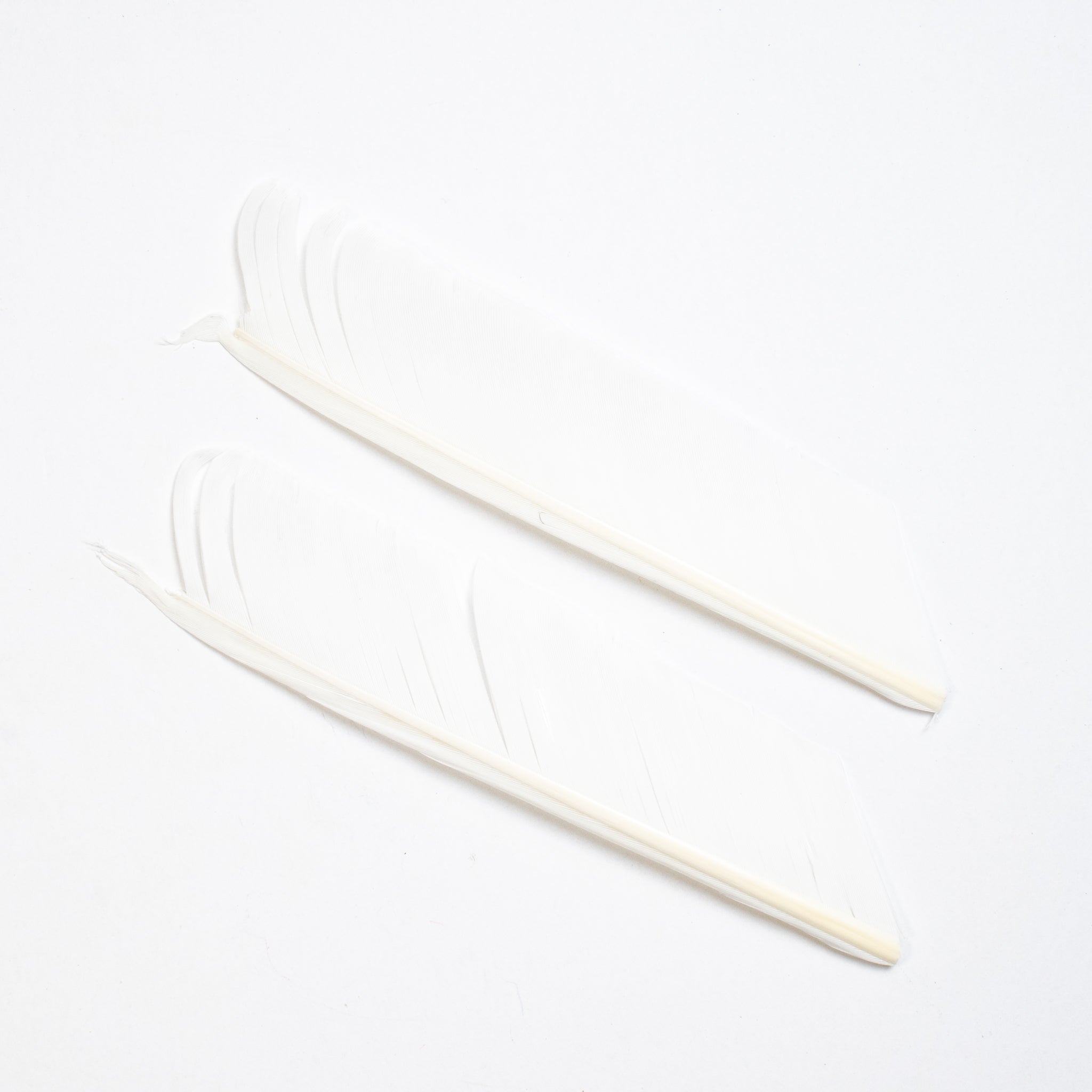 Nature's Spirit Turkey Biot Quills