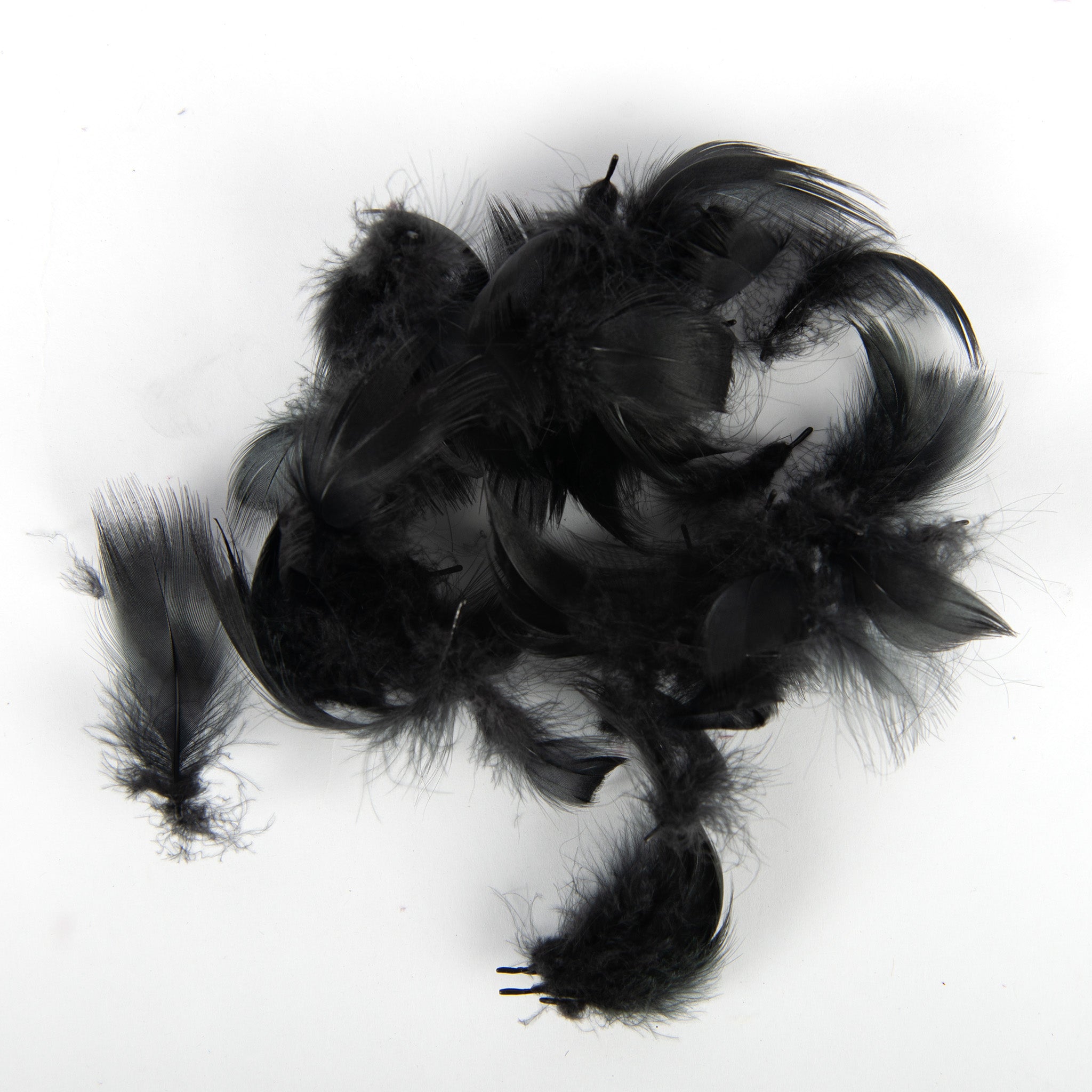 Wapsi Mallard Flank Feathers