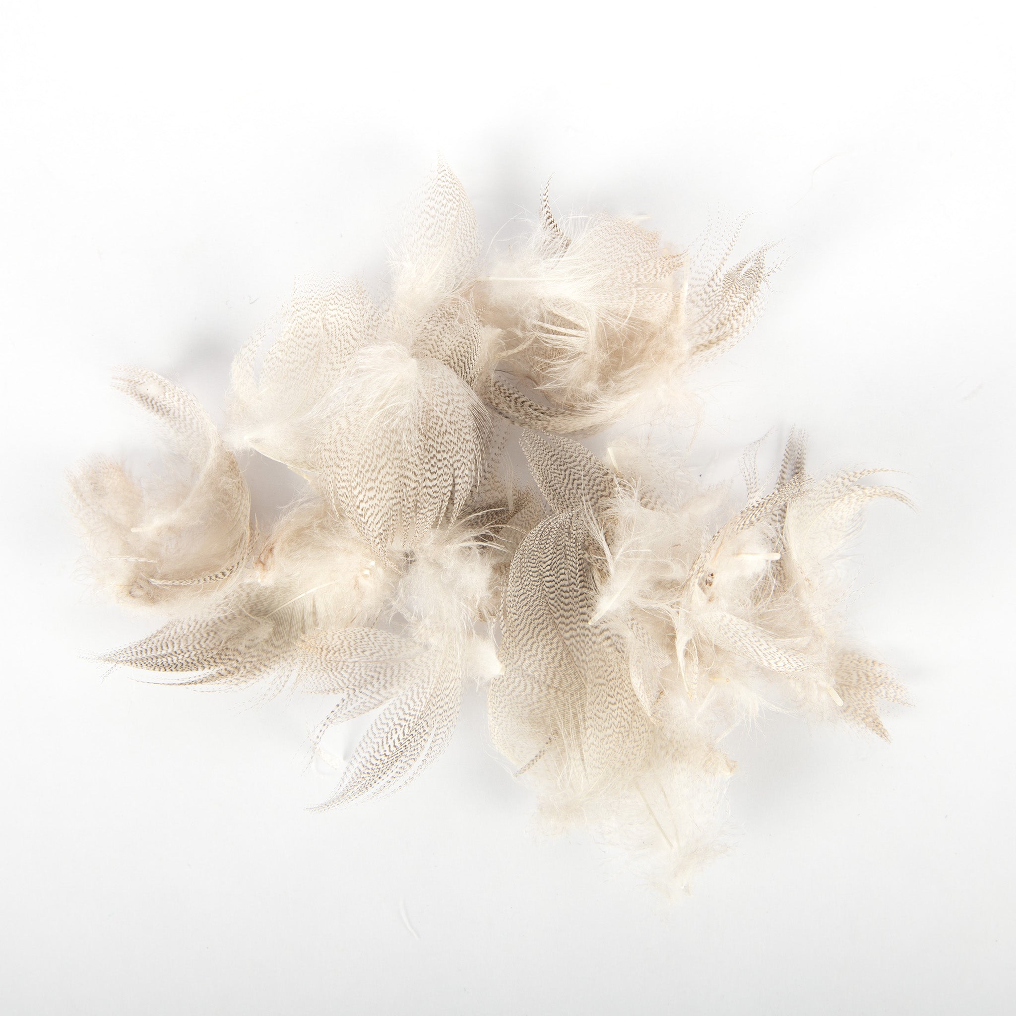 Wapsi Mallard Flank Feathers