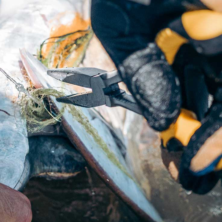 Loon - Apex Needle Nose Plier