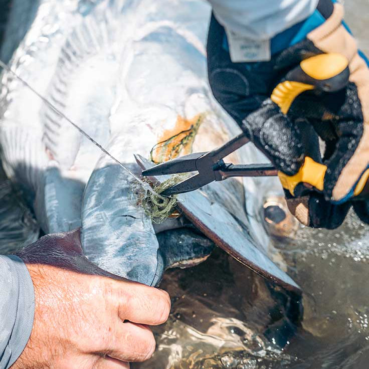 Loon - Apex Needle Nose Plier