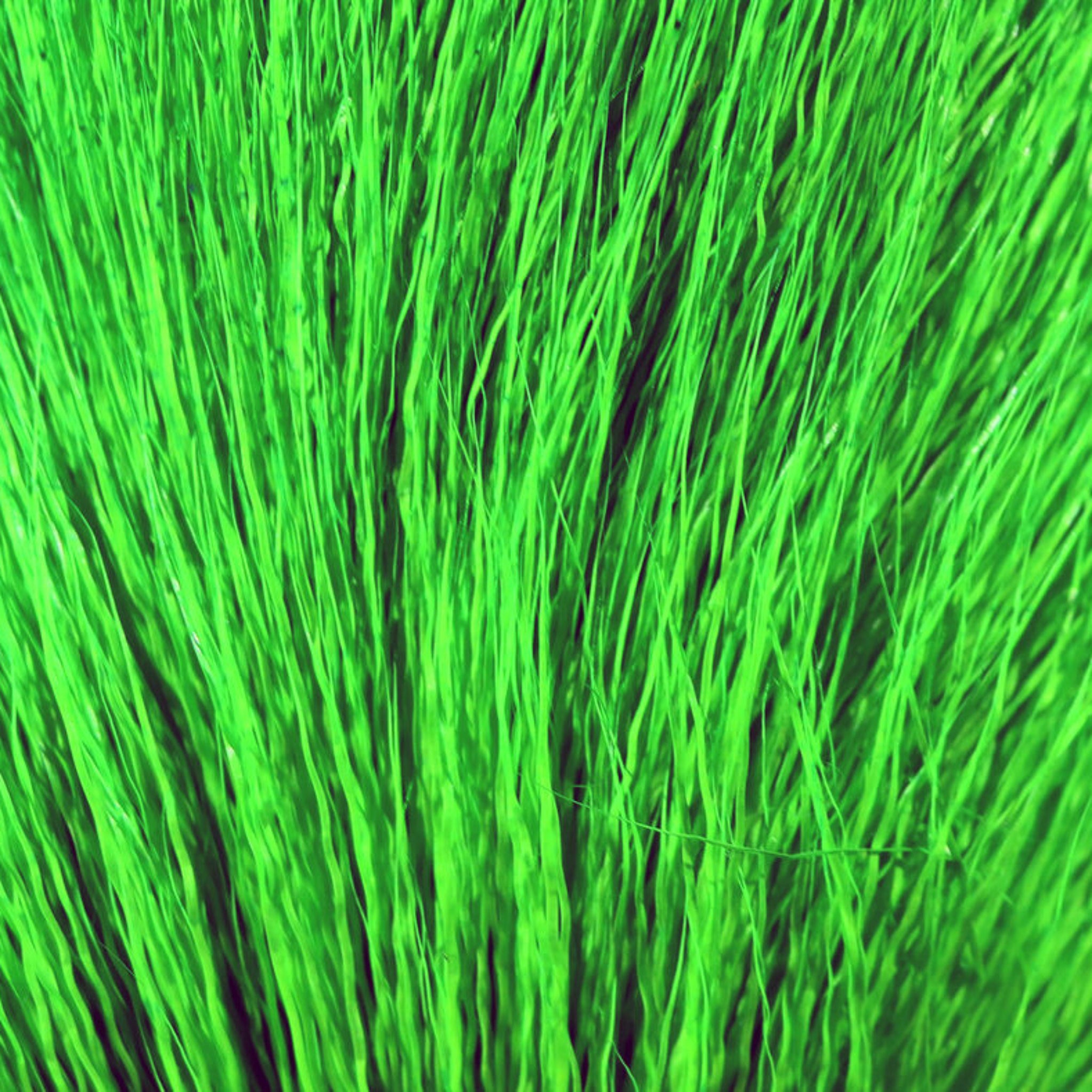 Hareline Dyed Deer Belly Hair