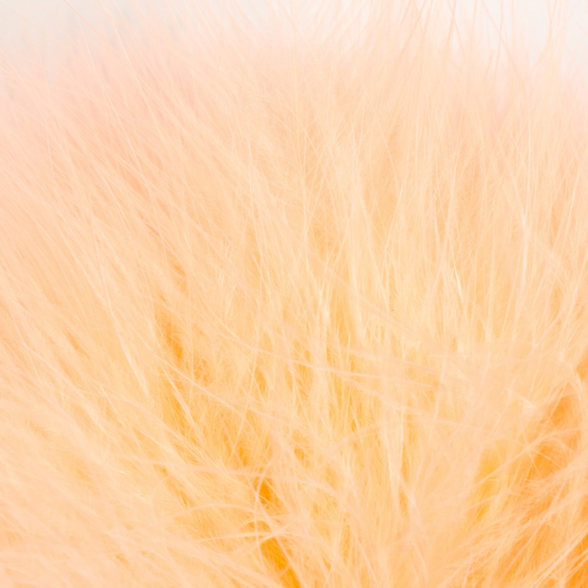 Nature's Spirit Fish Hunter Marabou