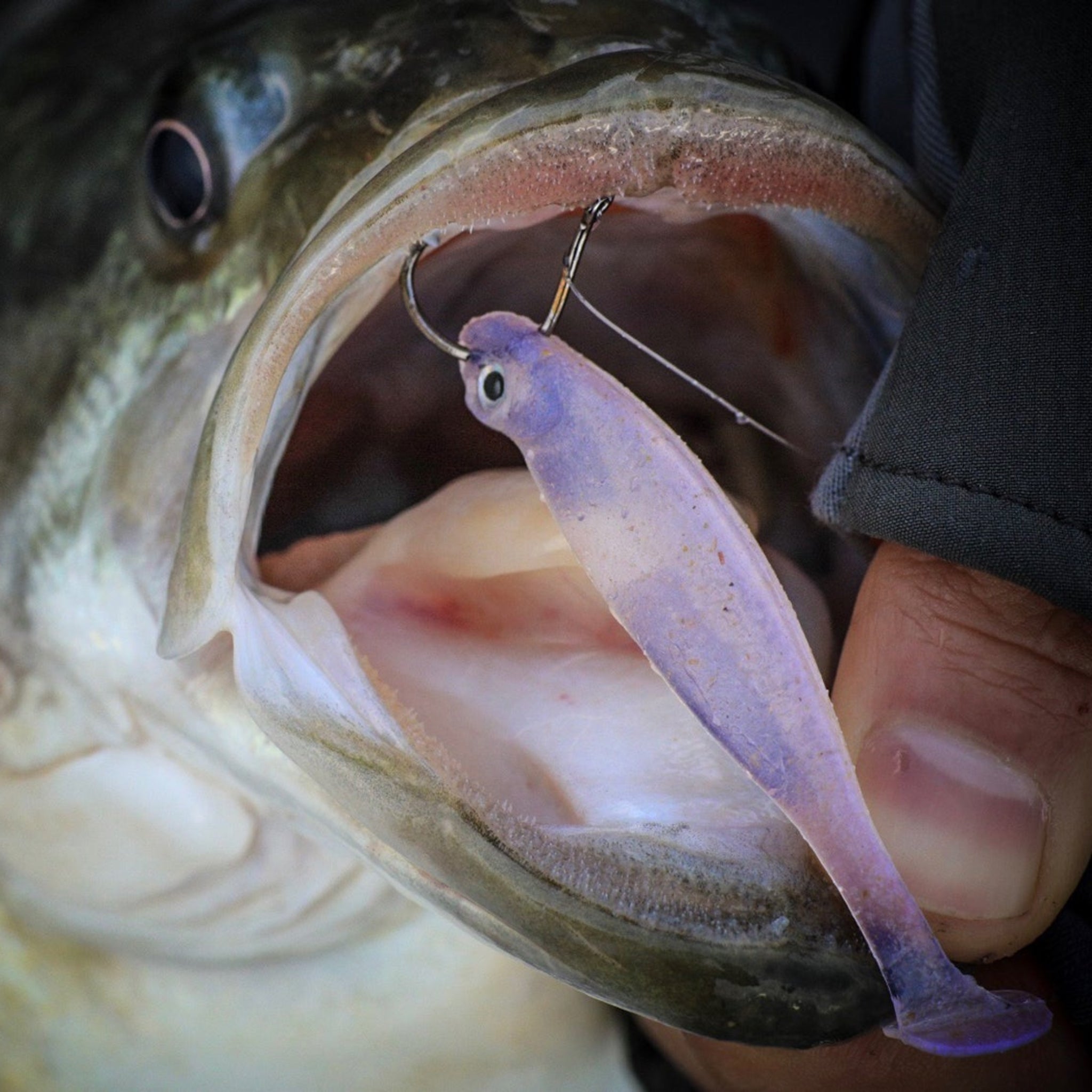Megabass Hazedong Shad