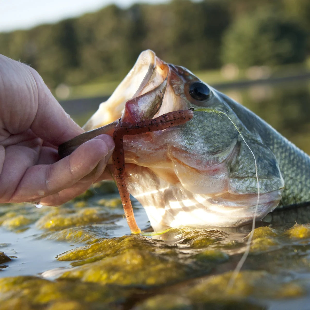 Seaguar Pounce Fluorocarbon Line
