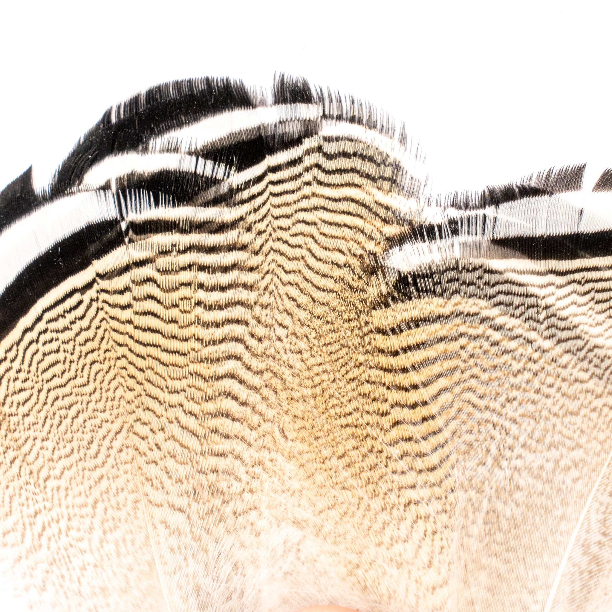 Spent Fly Fishing Barred Wood Duck Flank Feathers