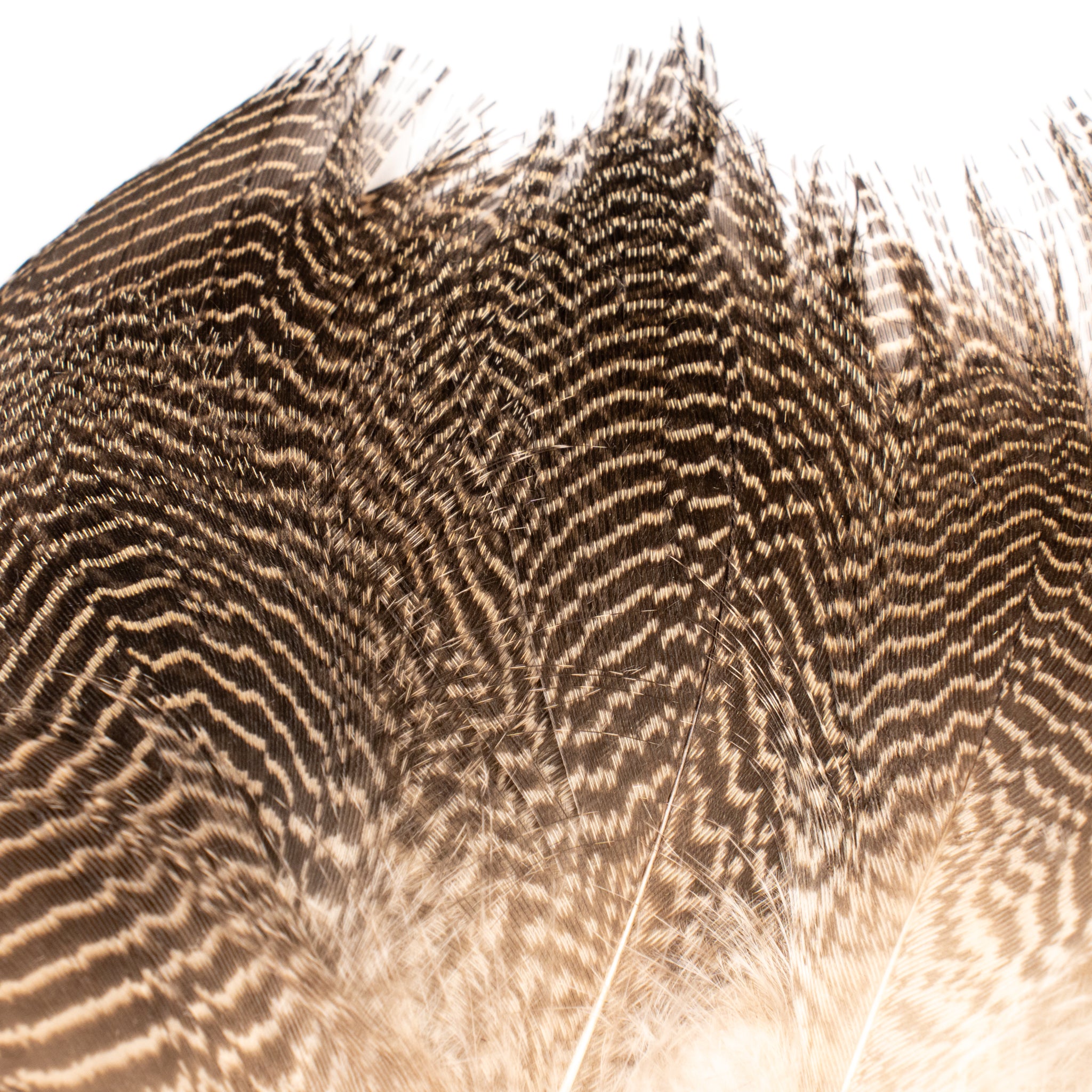 Spent Fly Fishing Gadwall Flank Feathers