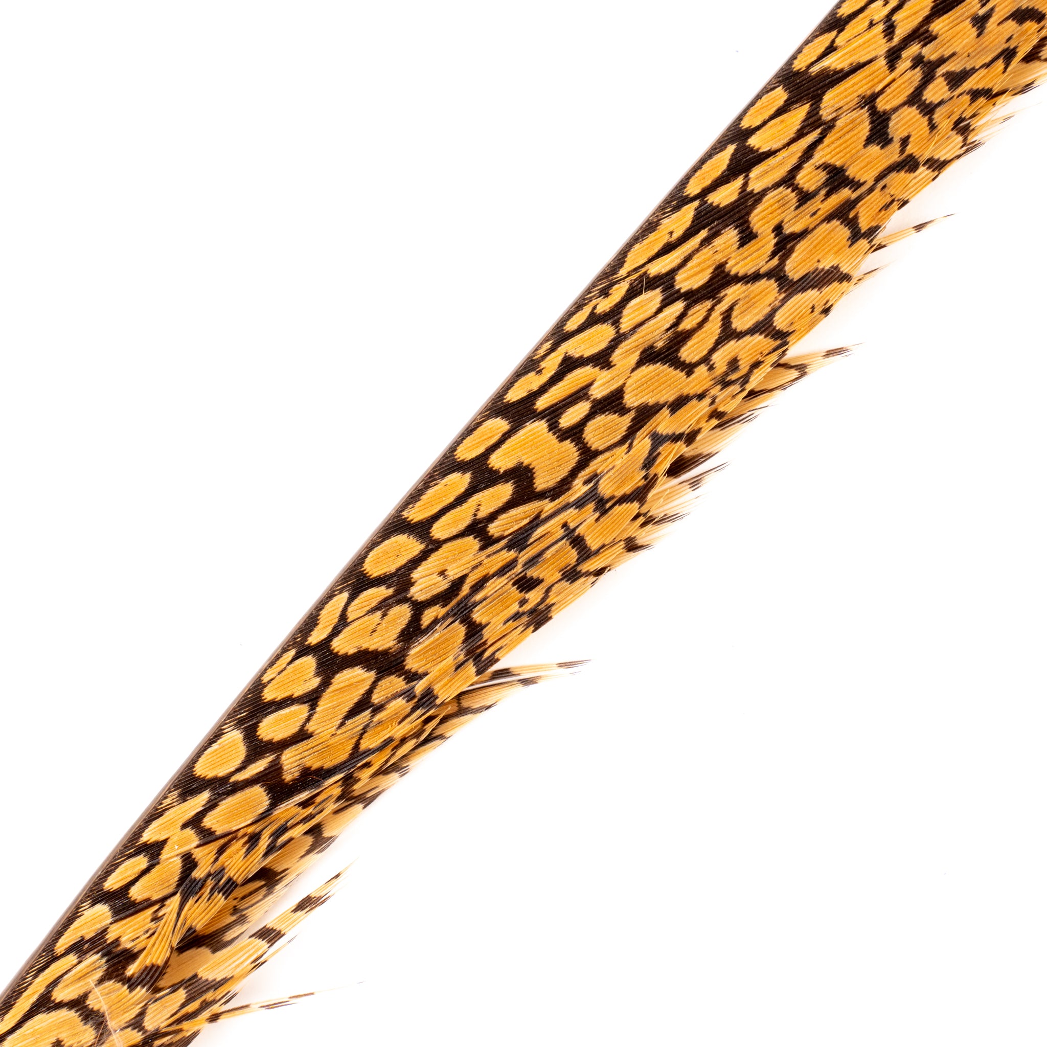 Spent Fly Fishing Golden Pheasant Center Tail Feather