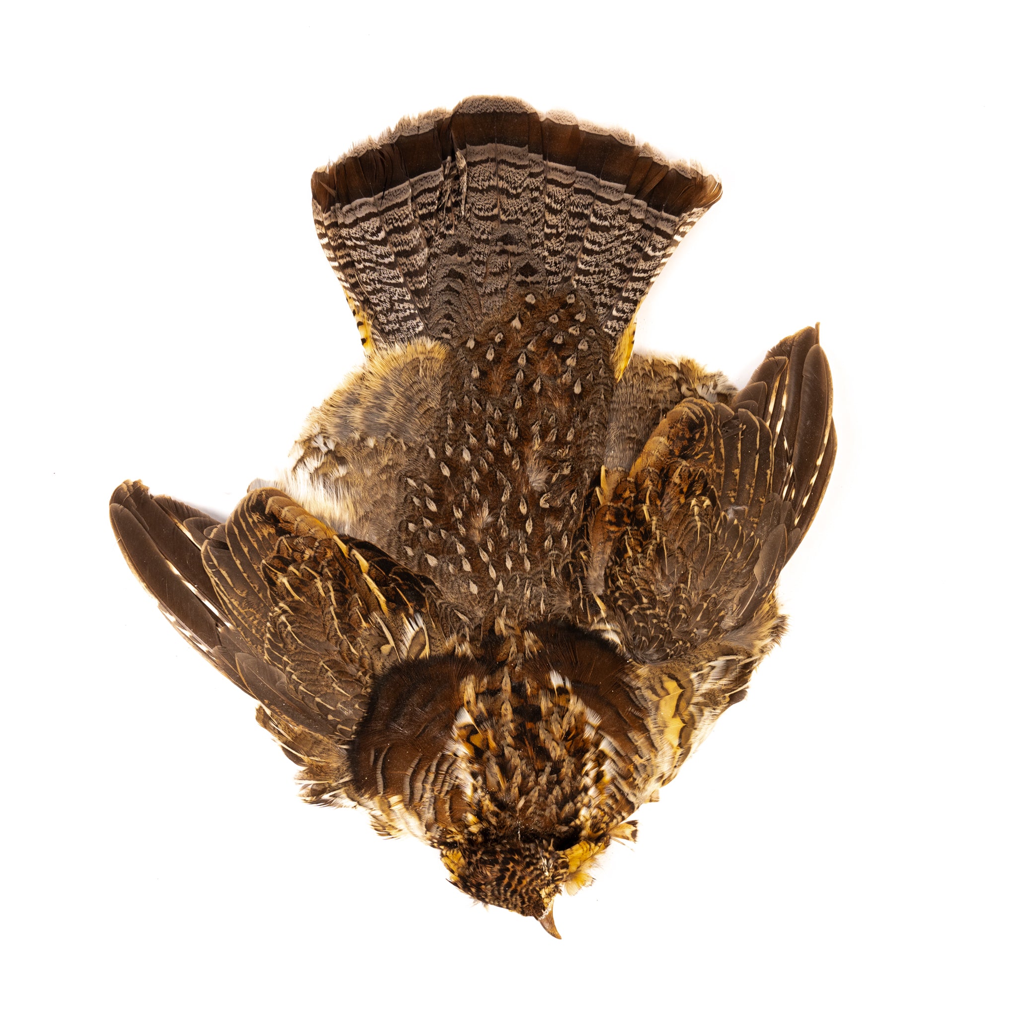 Spent Fly Fishing Ruffed Grouse Whole Skin