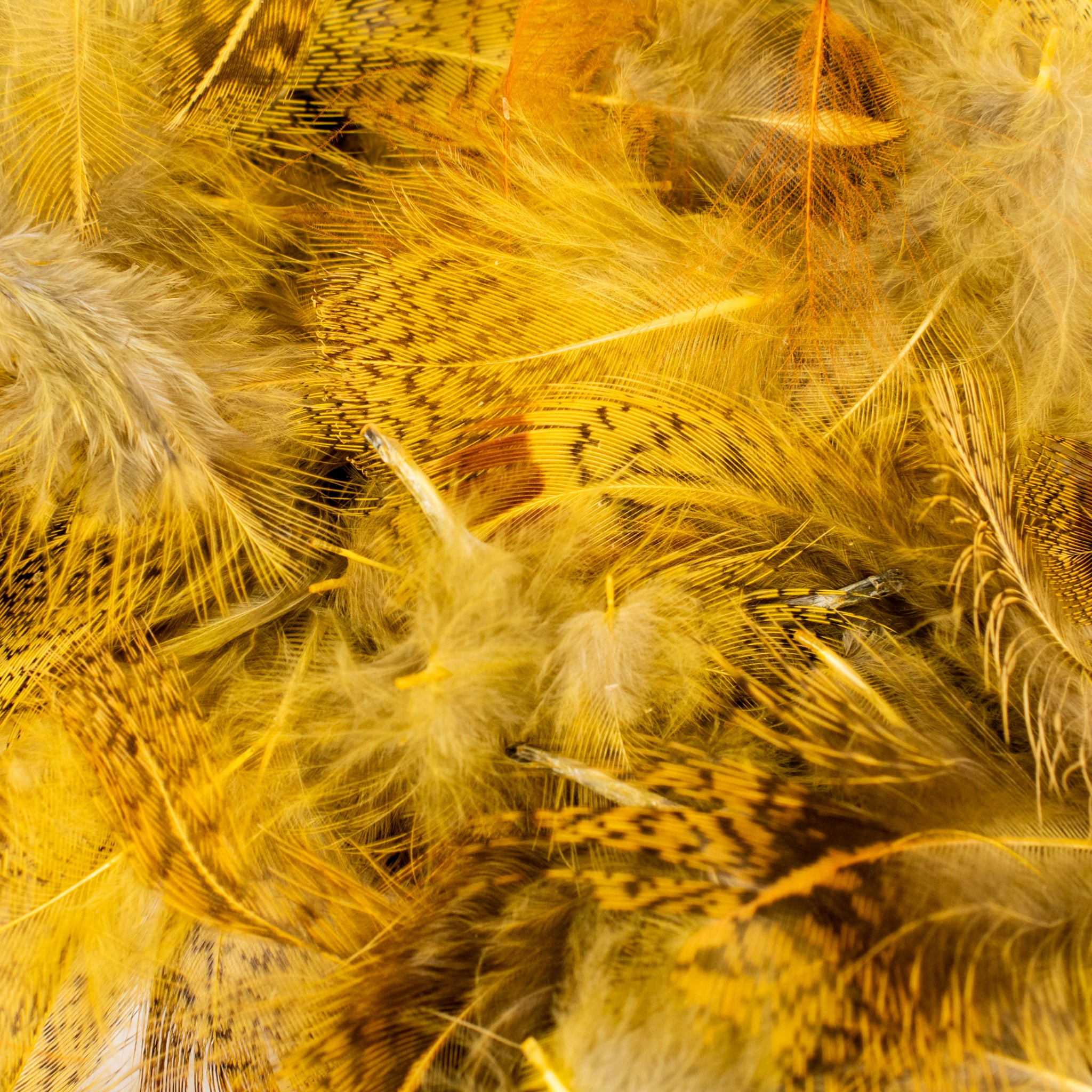 Spent Fly Fishing Hungarian Partridge Feathers