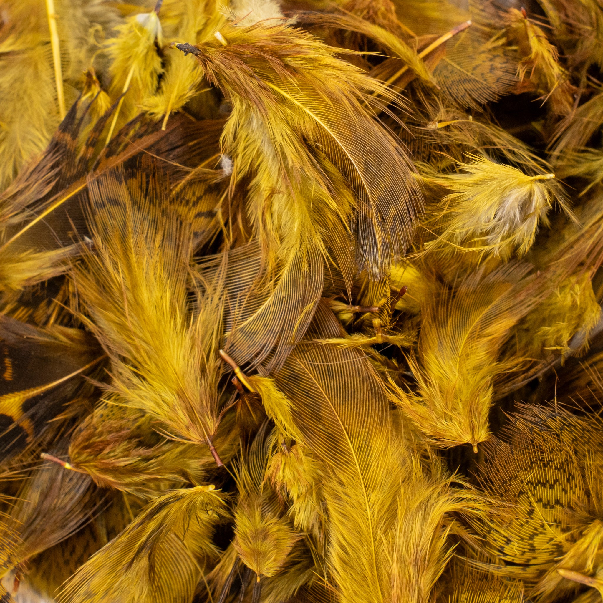 Spent Fly Fishing Hungarian Partridge Feathers