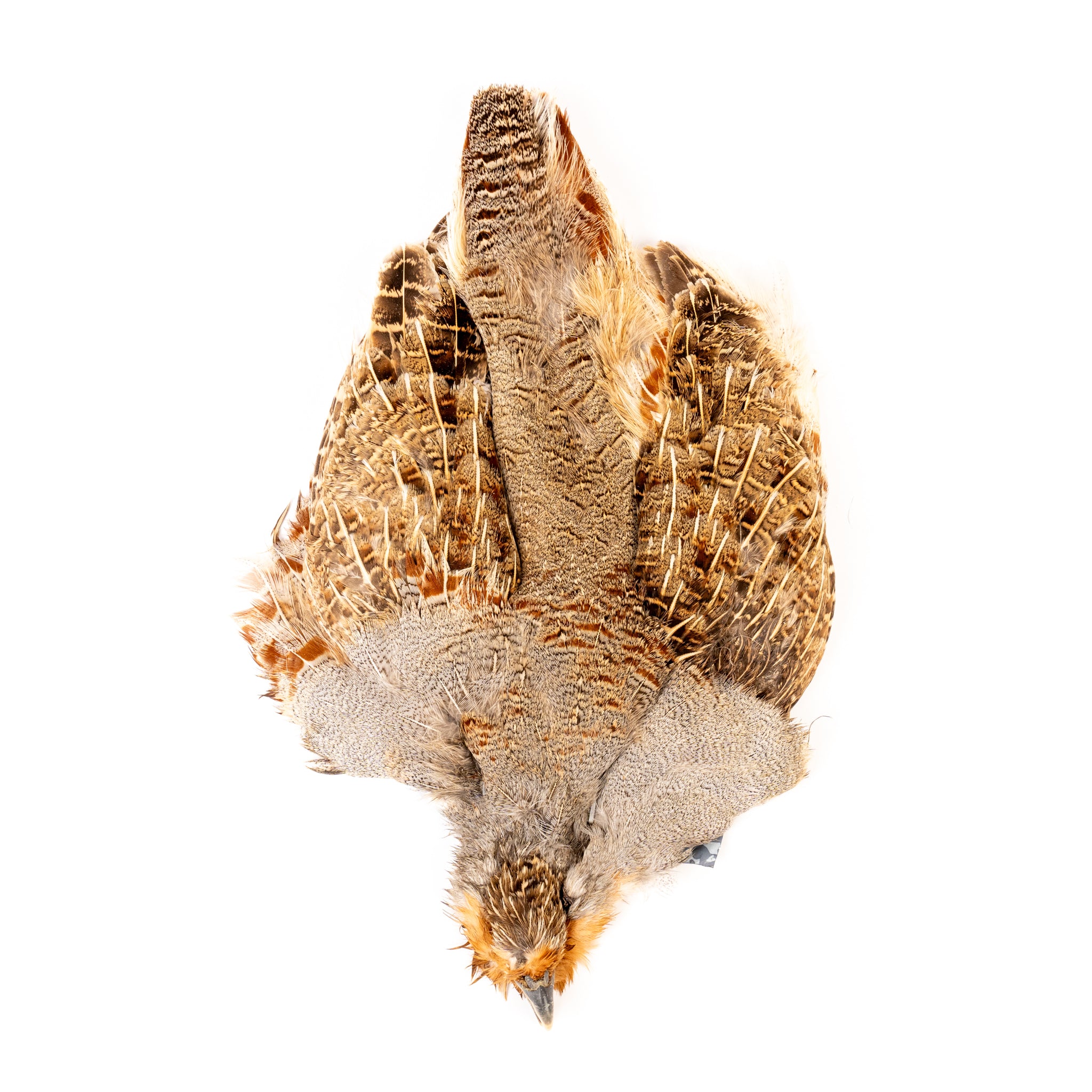 Spent Fly Fishing Select Hungarian Partridge Skin