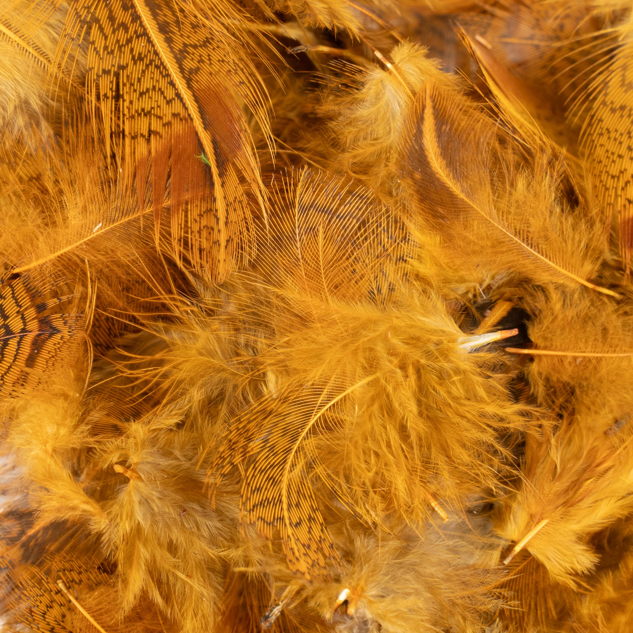 Spent Fly Fishing Hungarian Partridge Feathers