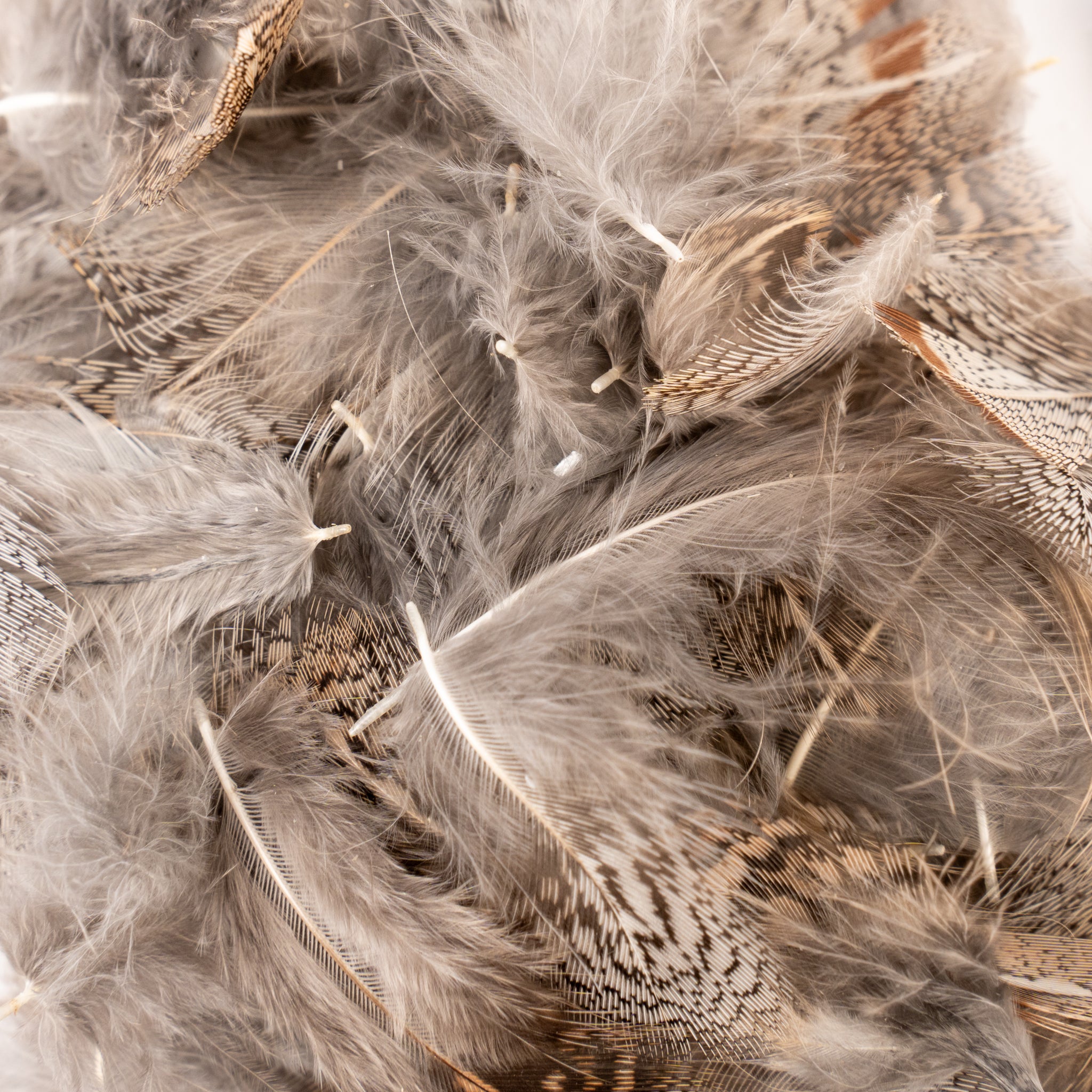 Spent Fly Fishing Hungarian Partridge Feathers