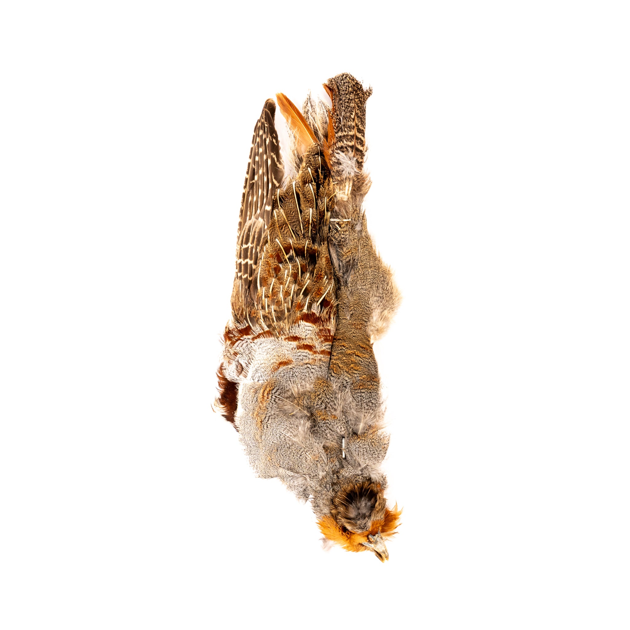 Spent Fly Fishing Select Half Hungarian Partridge Skin
