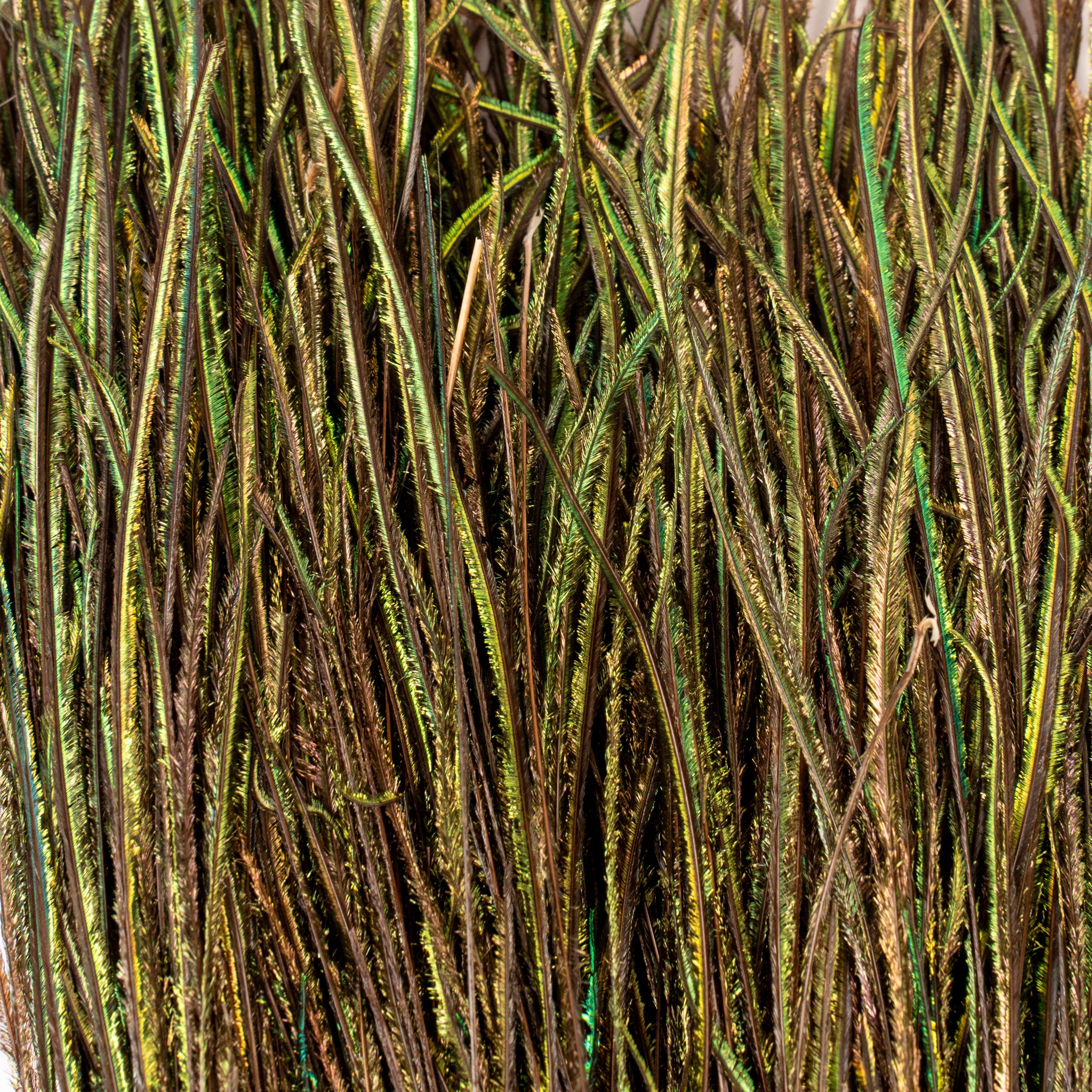 Spent Fly Fishing Strung Peacock Herl
