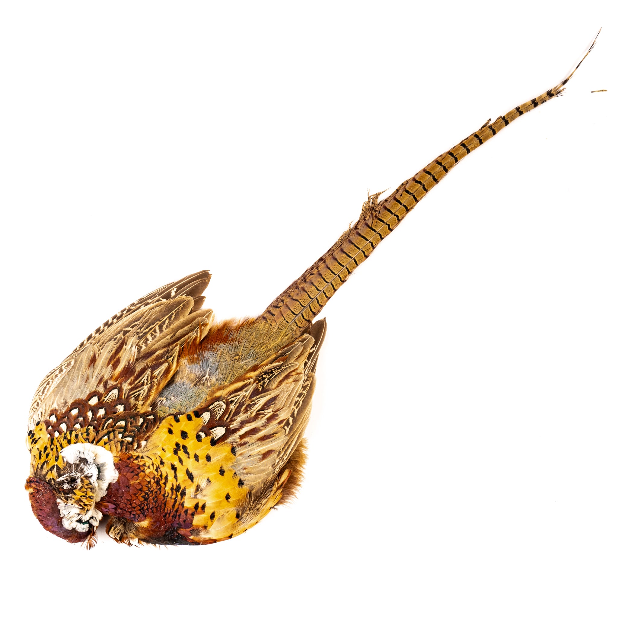 Spent Fly Fishing Complete Pheasant Skin