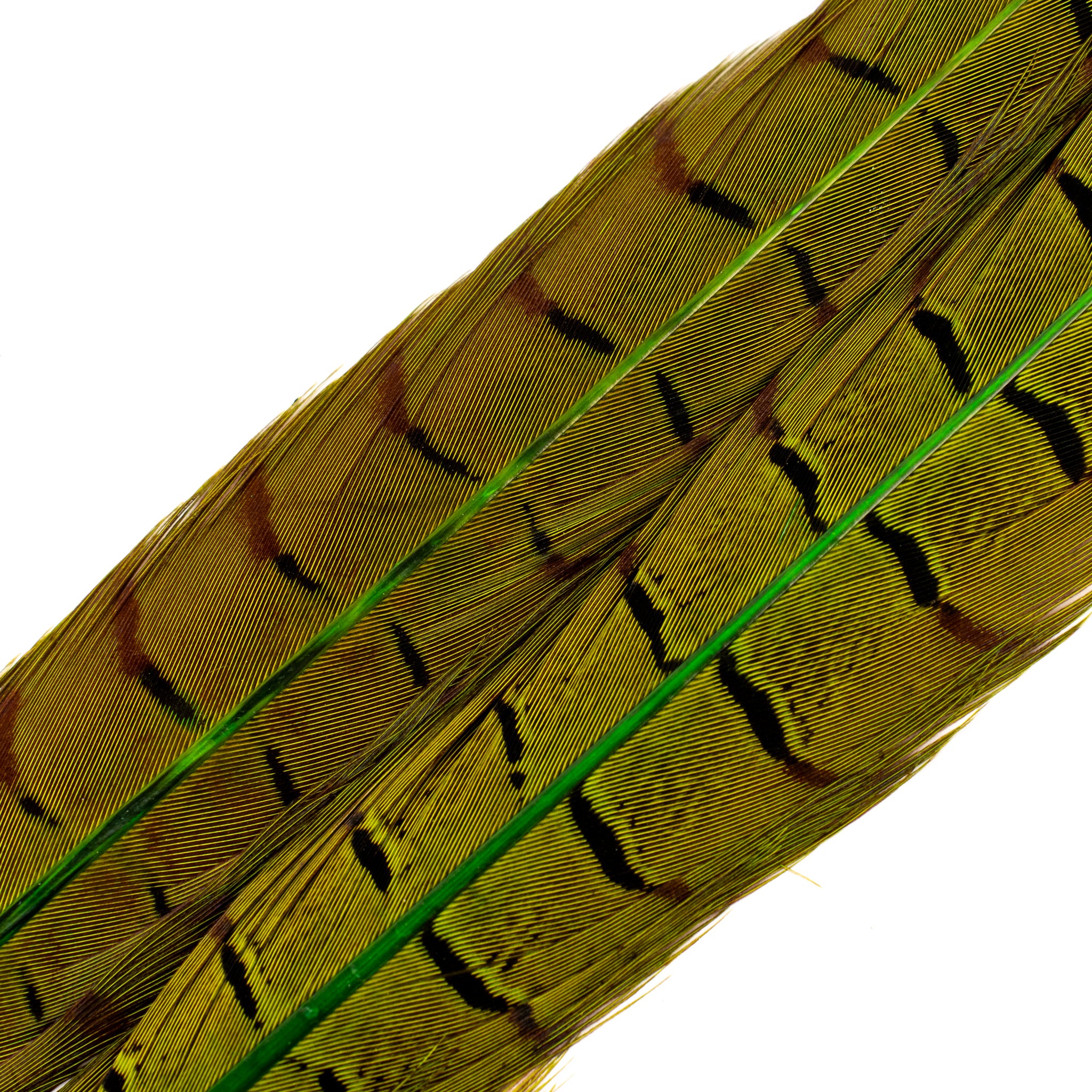 Spent Fly Fishing Pheasant Tail Center Pair