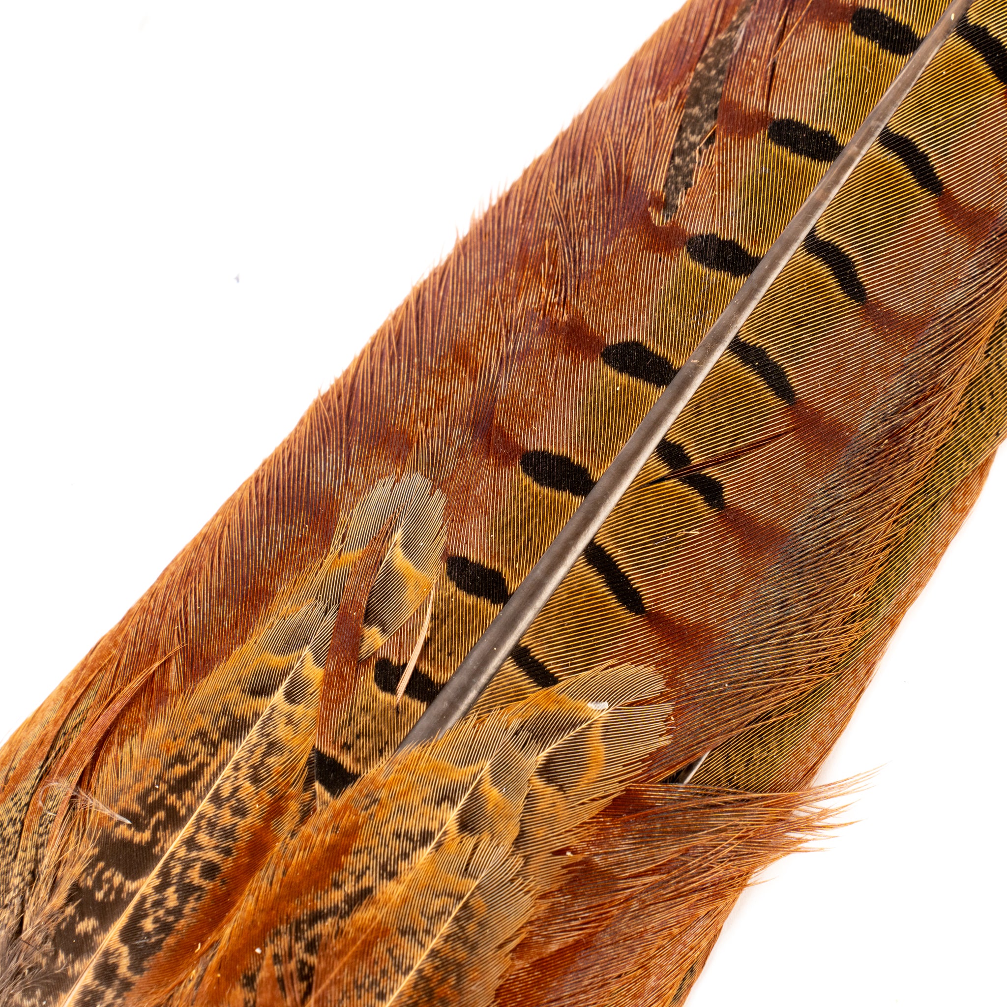 Spent Fly Fishing Pheasant Tail Clump