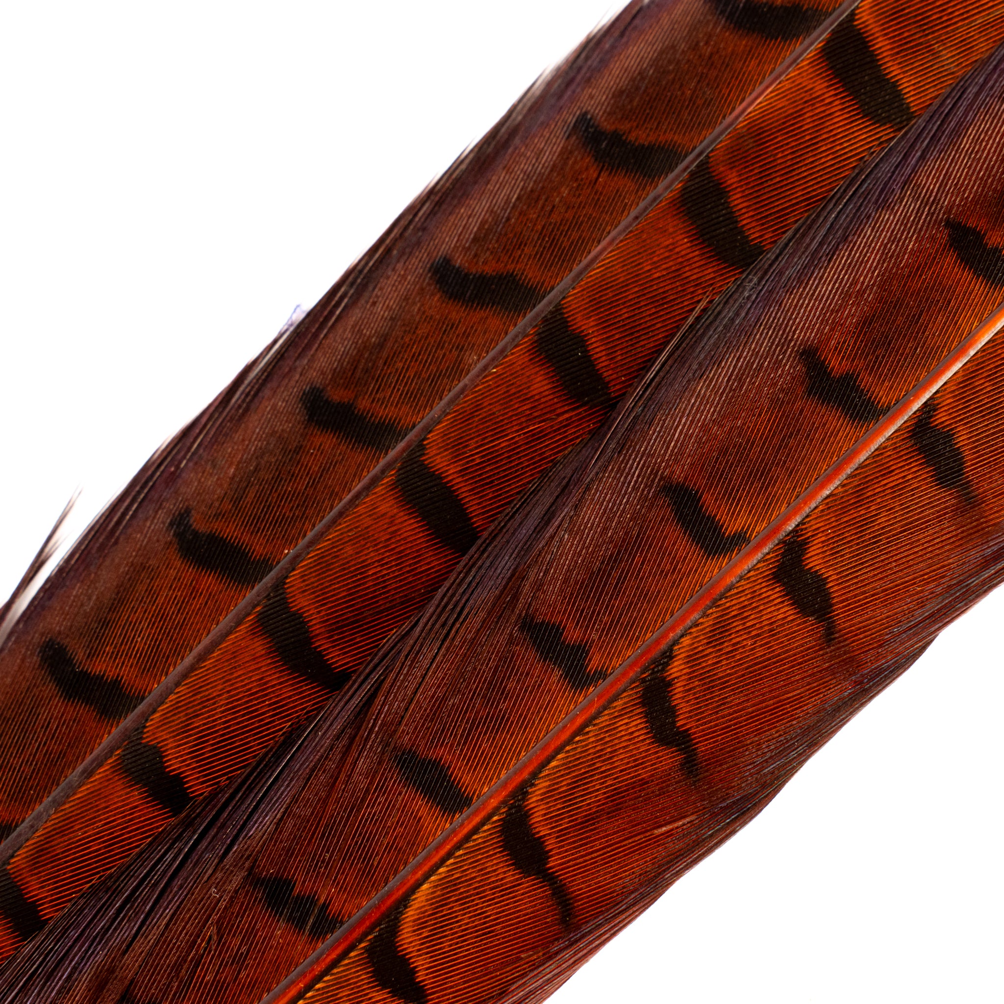 Spent Fly Fishing Pheasant Tail Center Pair
