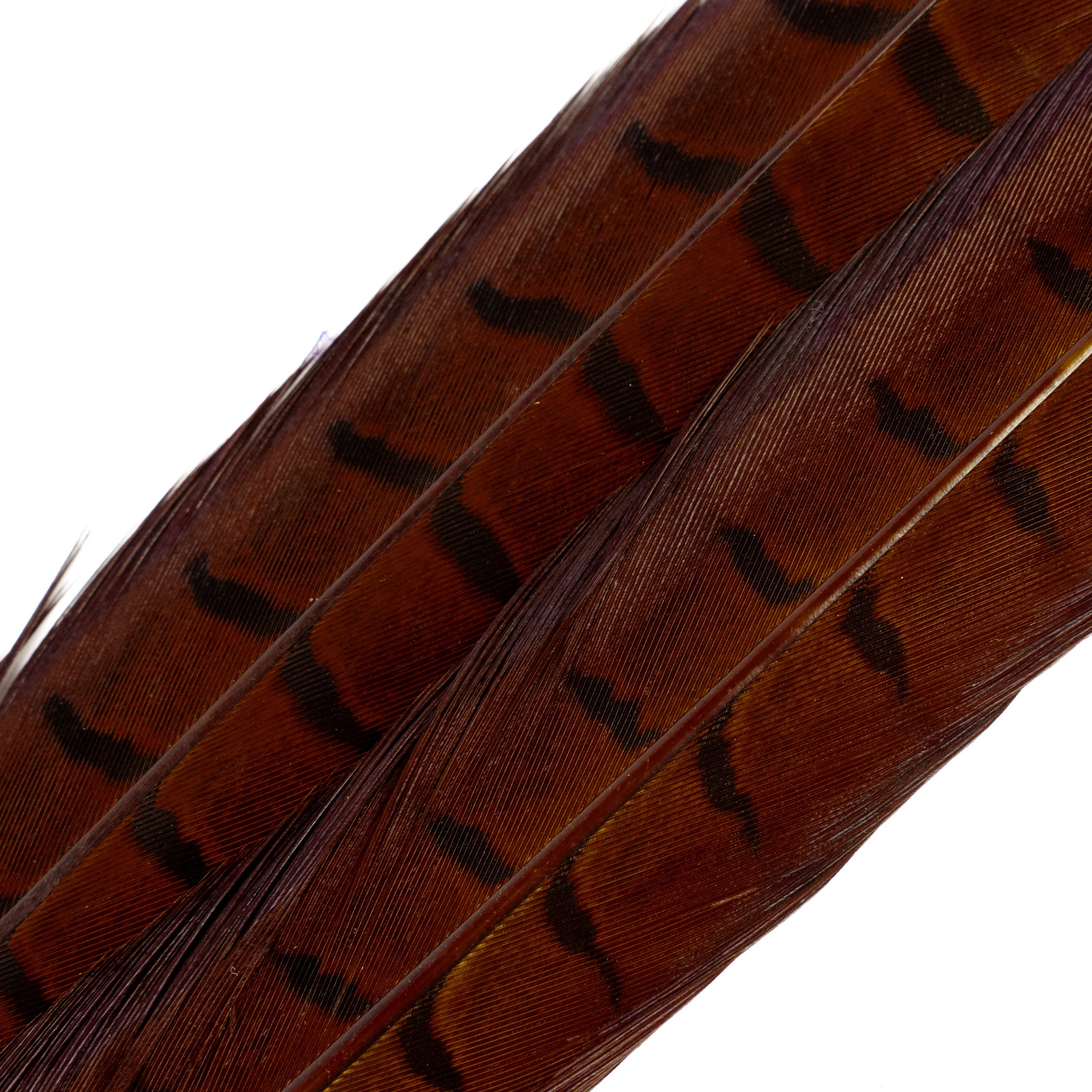 Spent Fly Fishing Pheasant Tail Center Pair